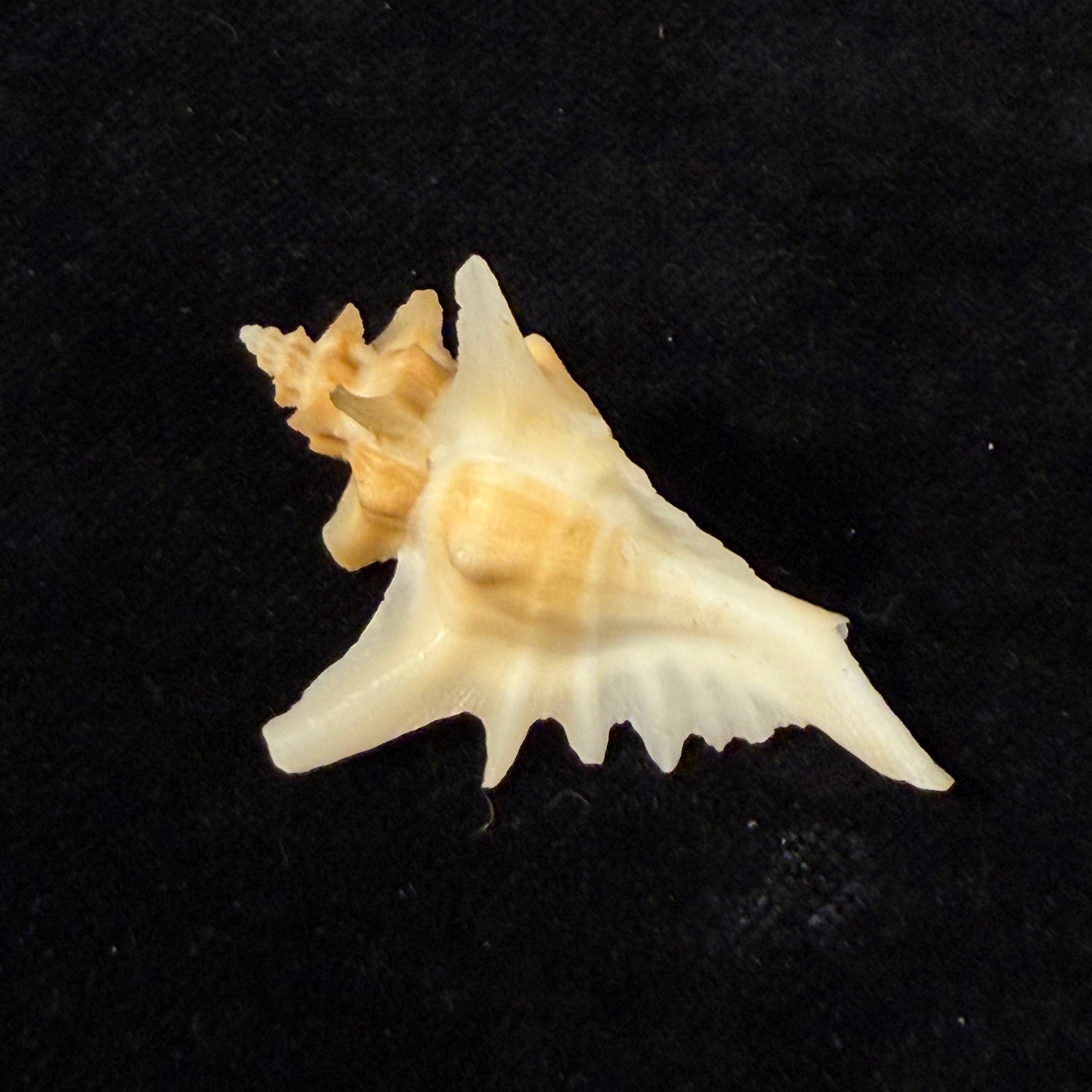 Pteropurpura deroyana S. S. Berry, 1968 - 45,9mm