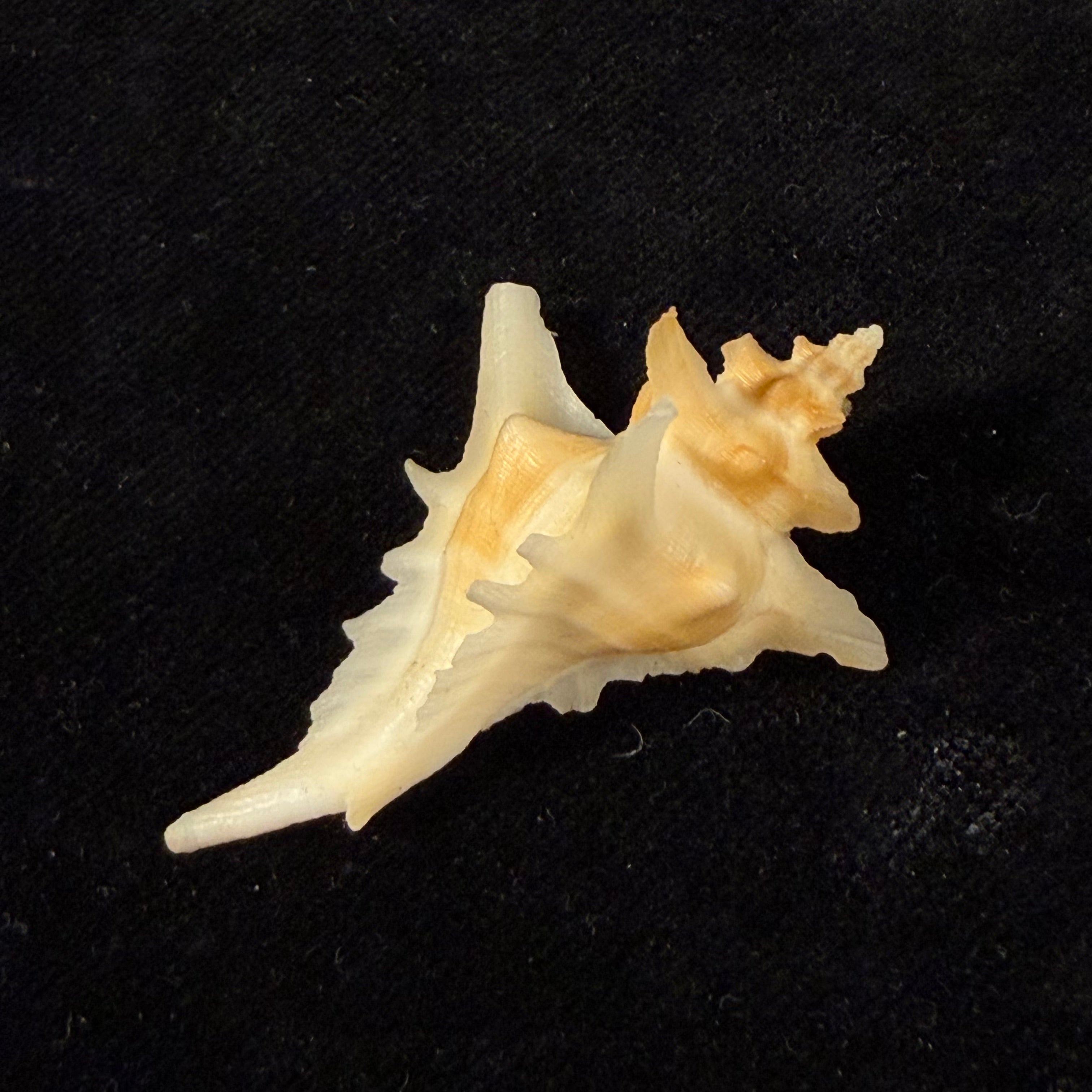 Pteropurpura deroyana S. S. Berry, 1968 - 45,9mm