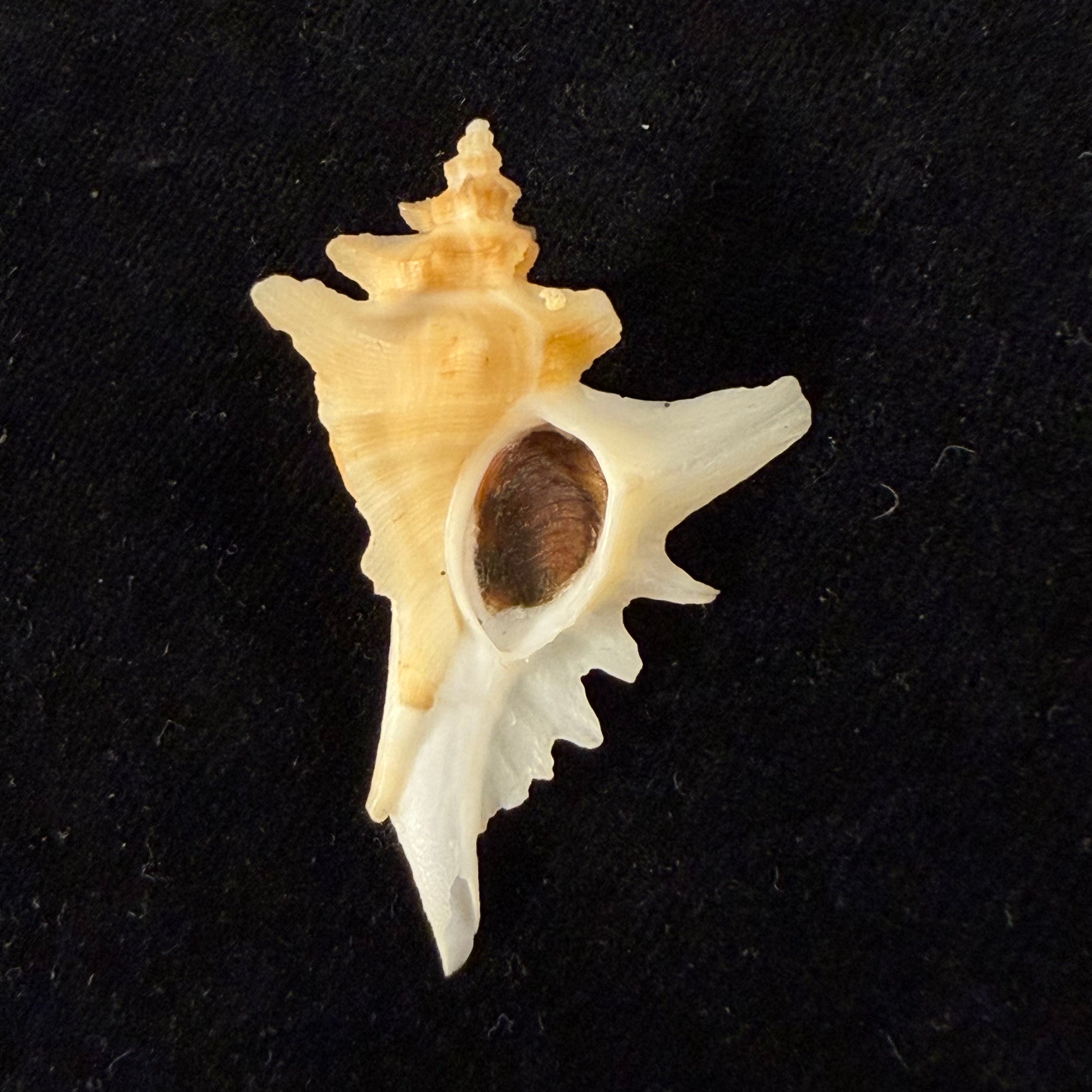 Pteropurpura deroyana S. S. Berry, 1968 - 45,9mm