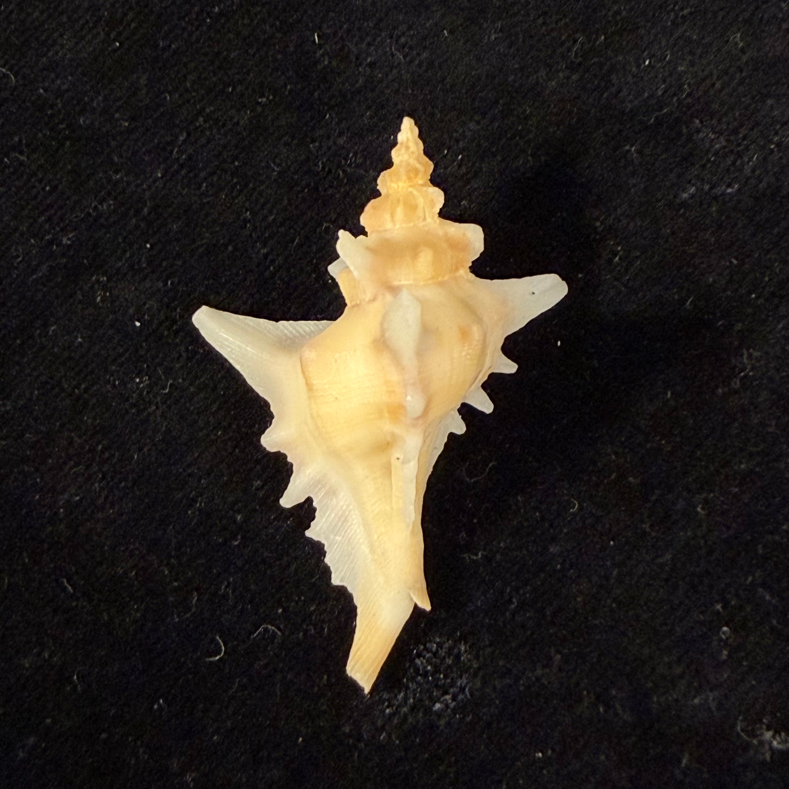 Pteropurpura deroyana S. S. Berry, 1968 - 43,4mm