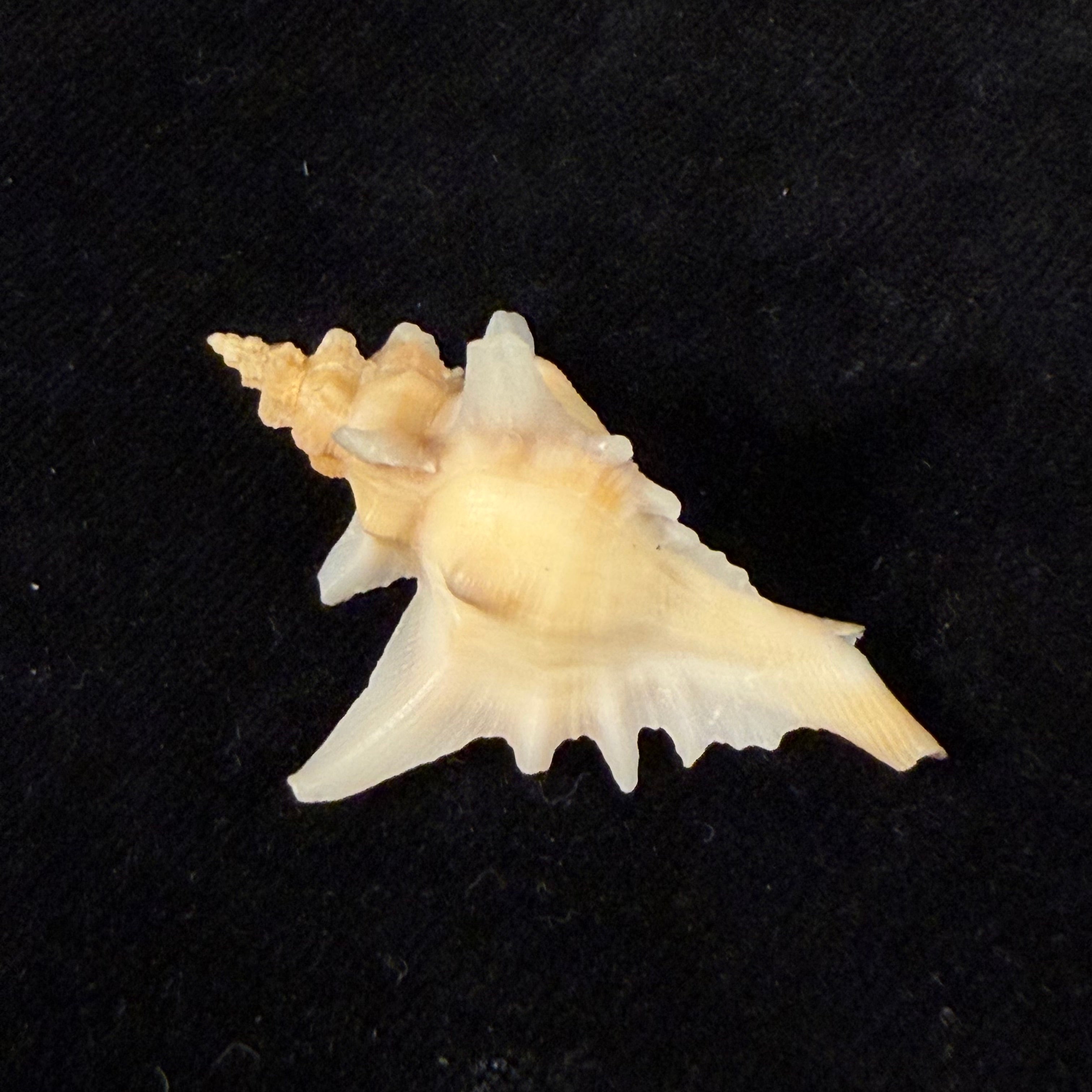 Pteropurpura deroyana S. S. Berry, 1968 - 43,4mm