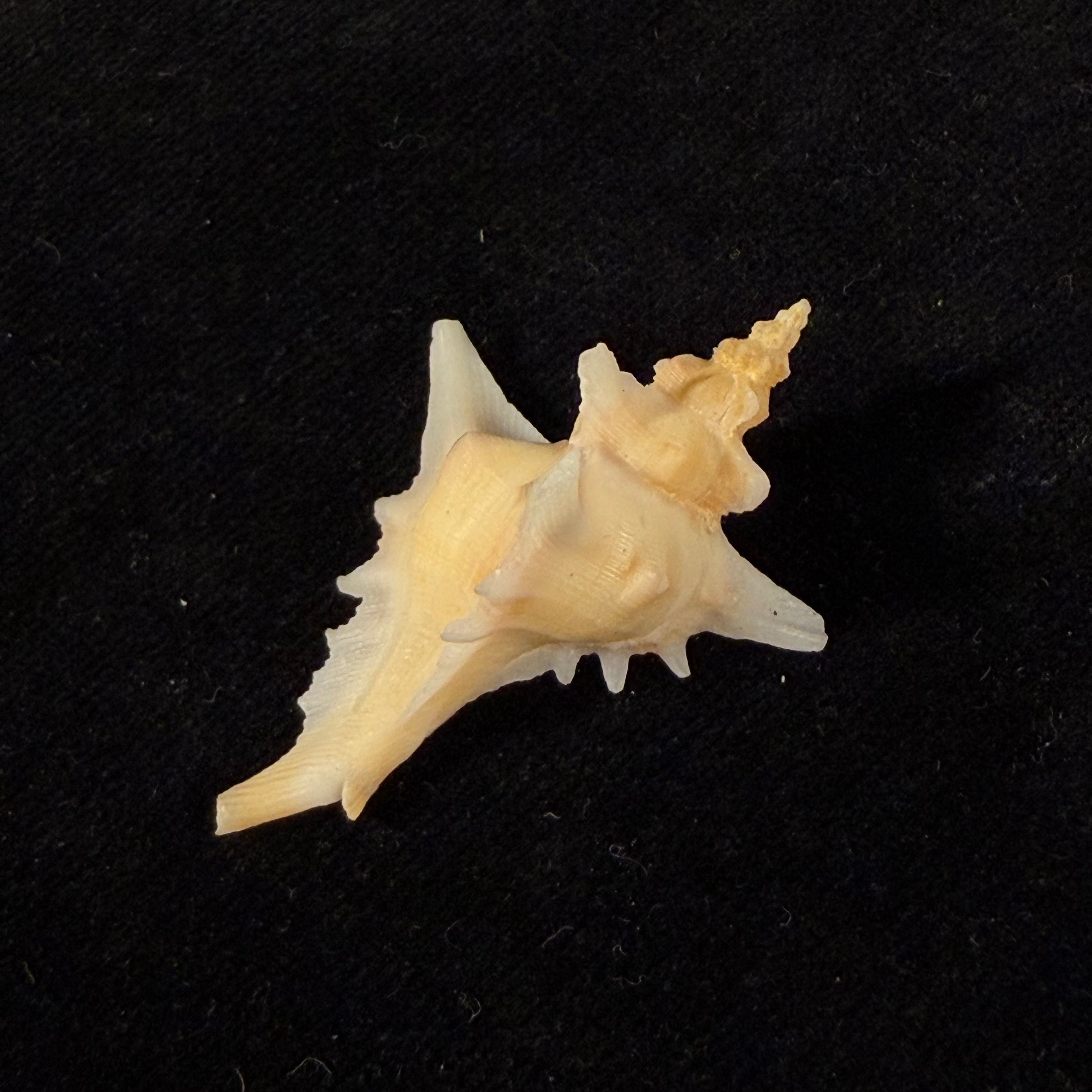 Pteropurpura deroyana S. S. Berry, 1968 - 43,4mm