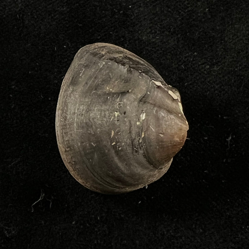 Schistodesmus spinosus C. T. Simpson, 1900 - 29,6mm