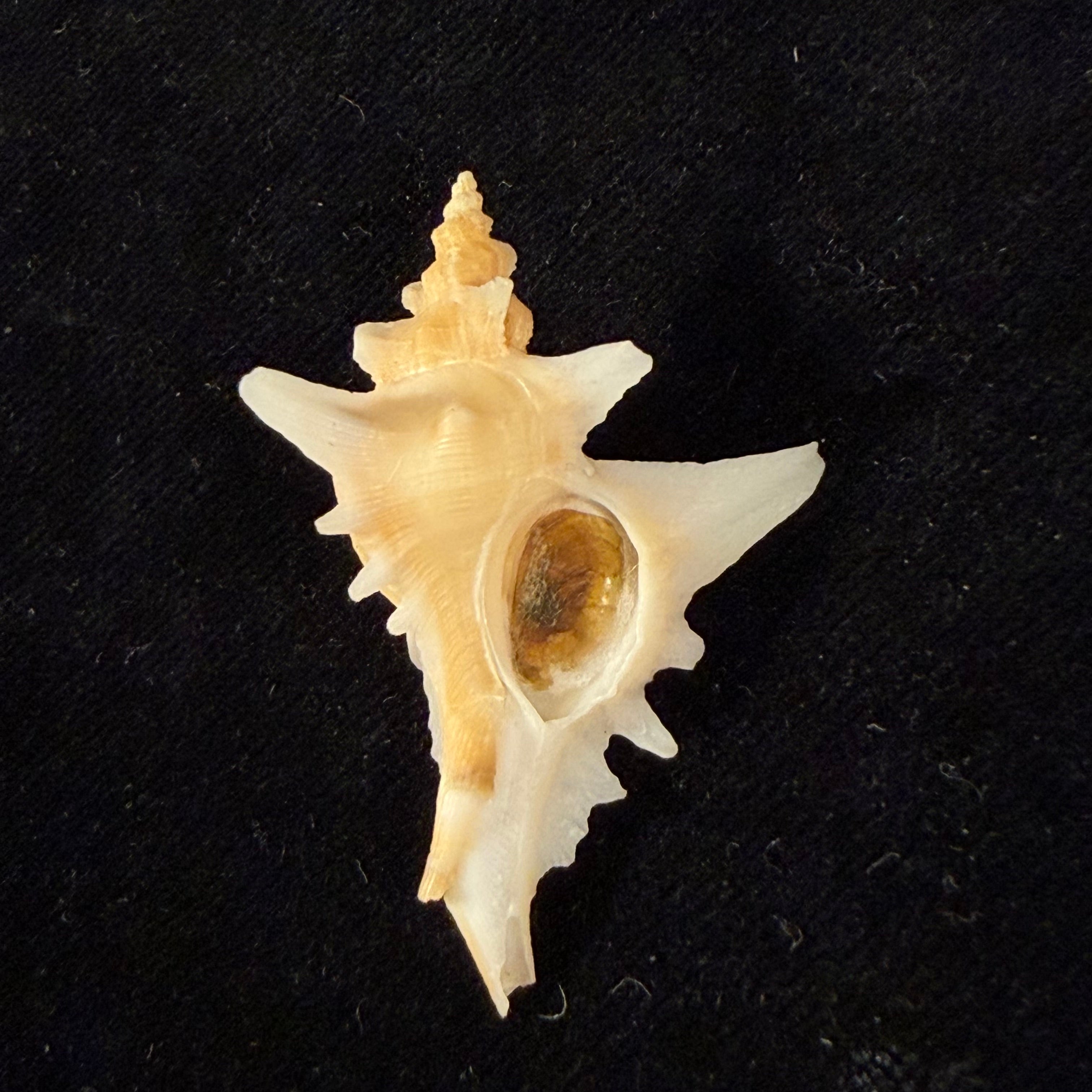 Pteropurpura deroyana S. S. Berry, 1968 - 43,4mm