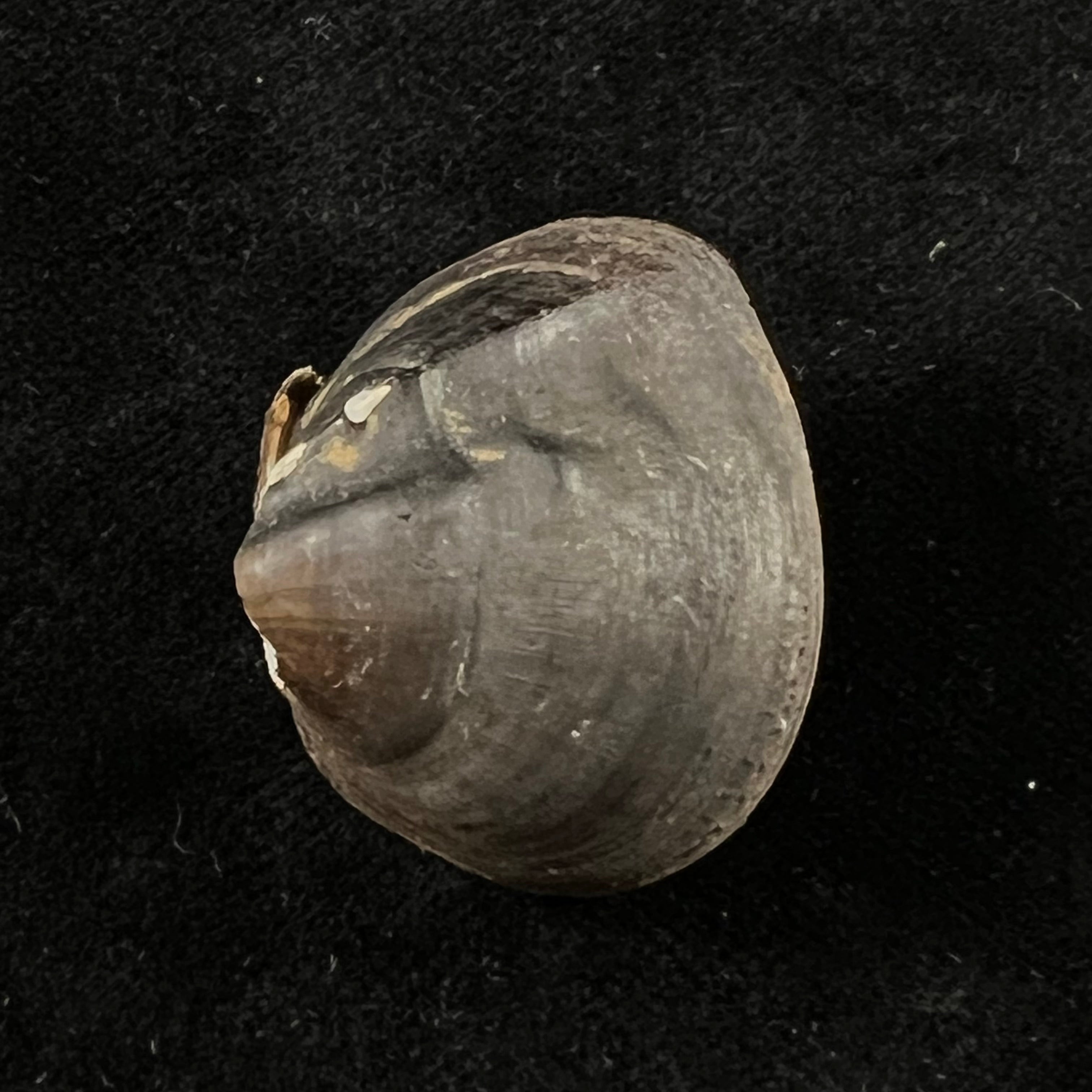Schistodesmus spinosus C. T. Simpson, 1900 - 29,6mm