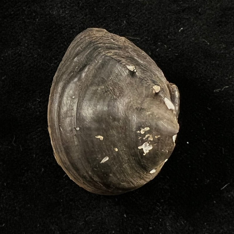 Schistodesmus spinosus C. T. Simpson, 1900 - 34,4mm