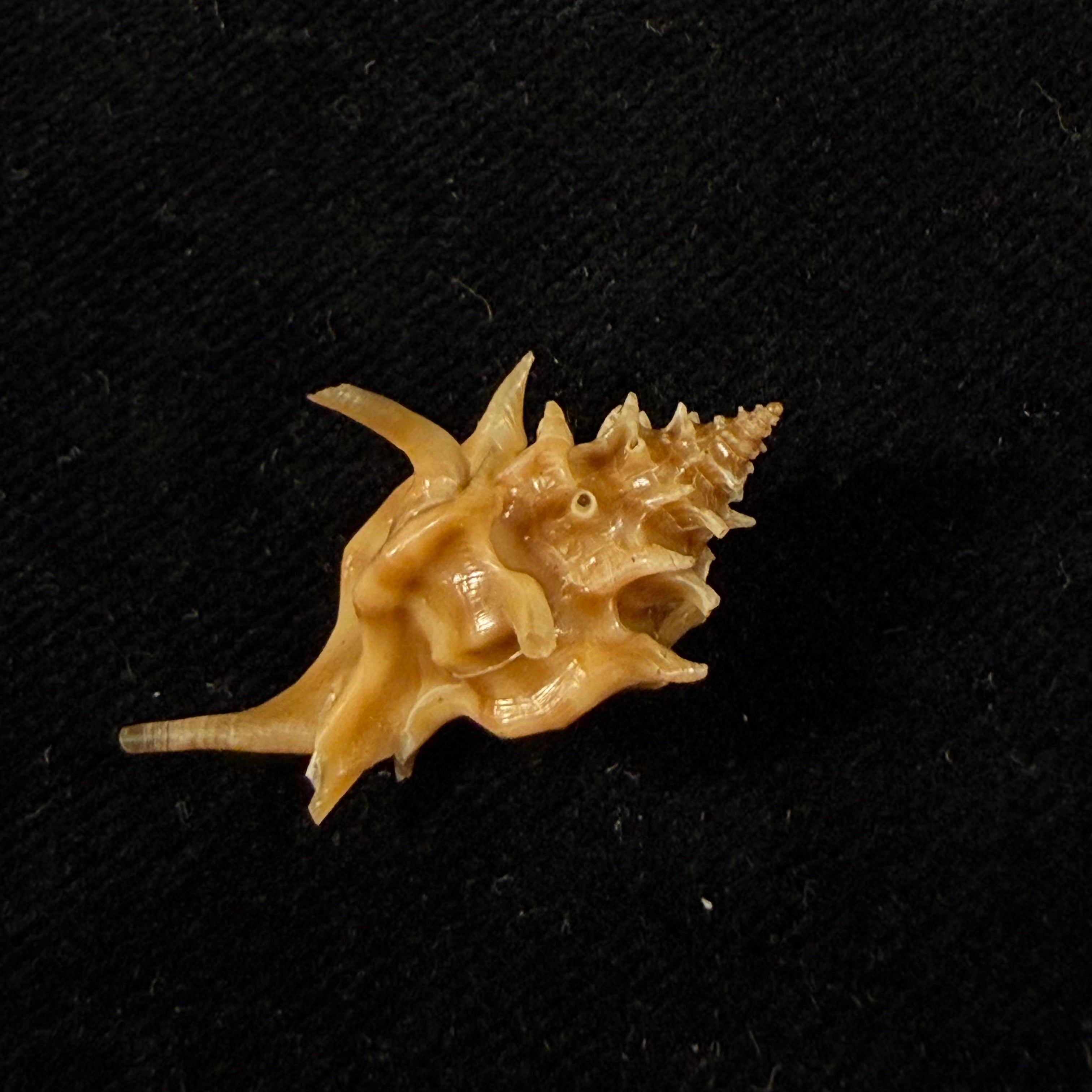 Laevityphis bullisi (Gertman, 1969) - 27,6mm