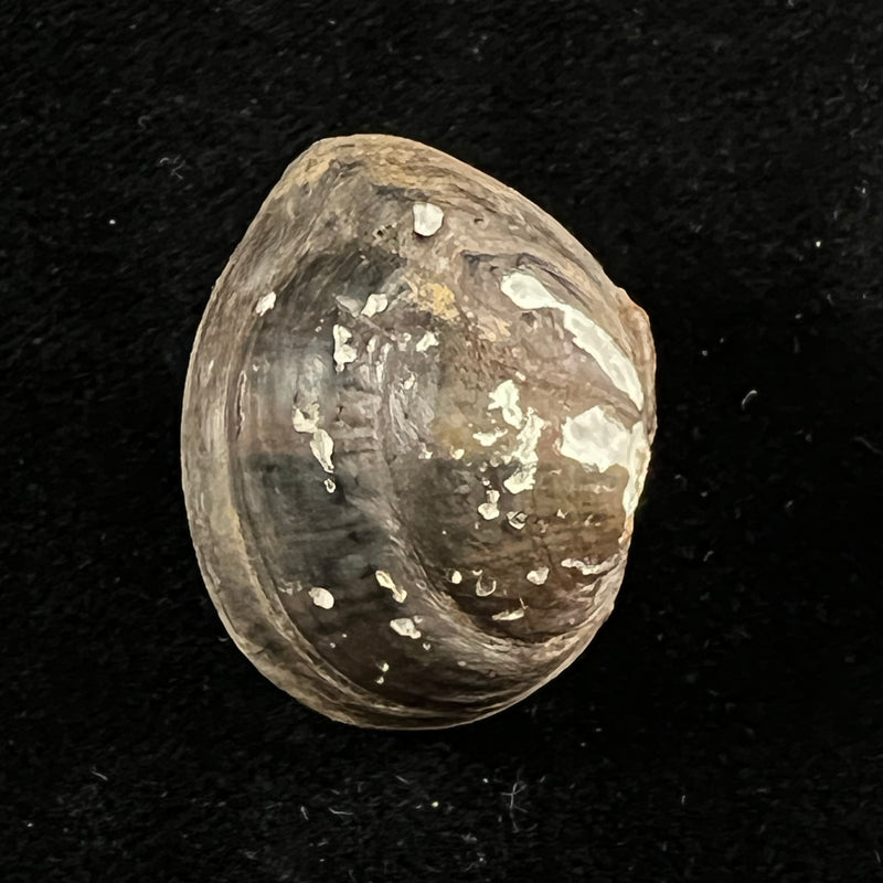 Schistodesmus spinosus C. T. Simpson, 1900 - 29,1mm
