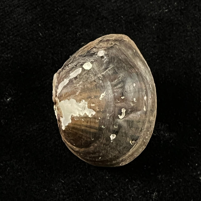 Schistodesmus spinosus C. T. Simpson, 1900 - 29,1mm