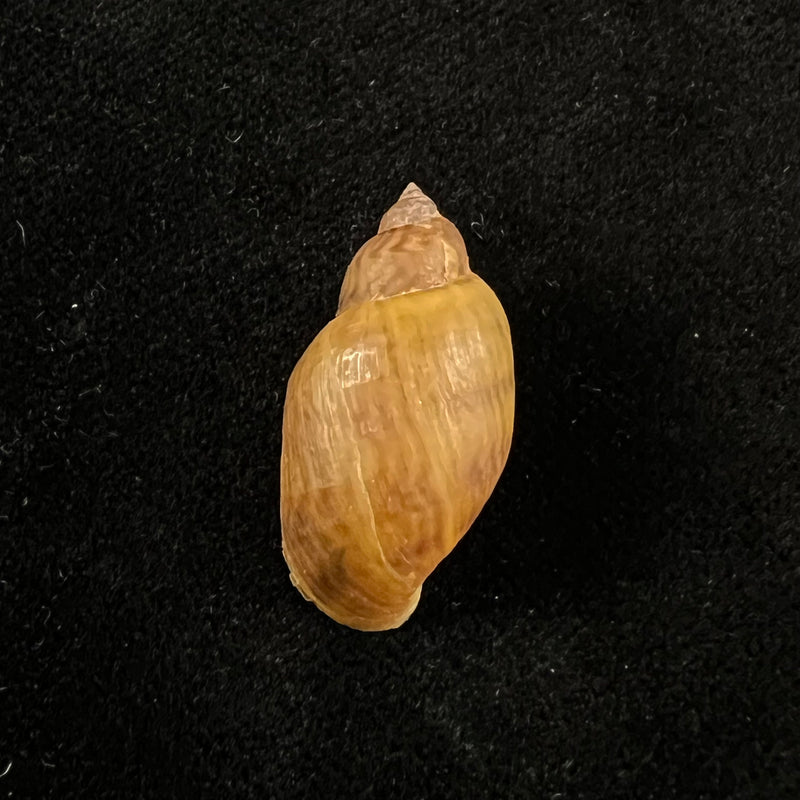 Chilina parchappei (Orbigny, 1835) - 26,4mm