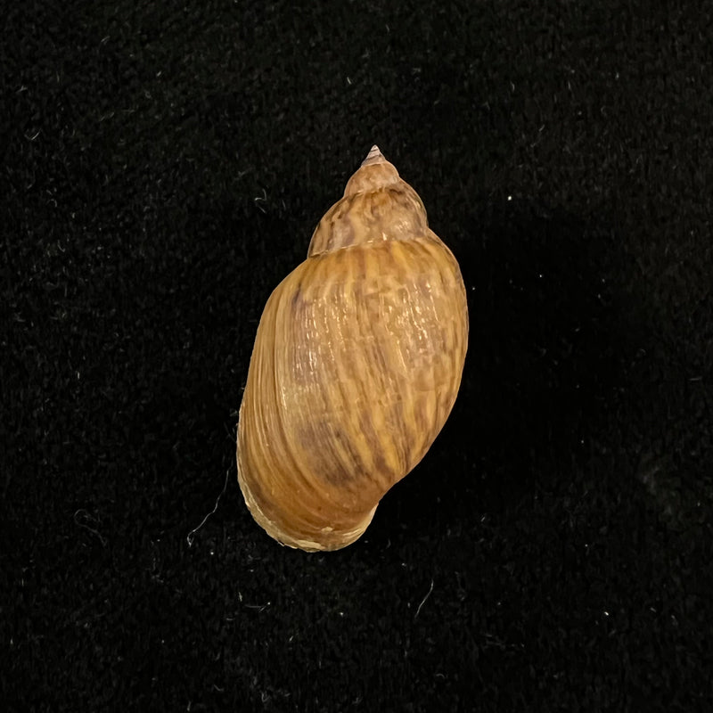 Chilina parchappei (Orbigny, 1835) - 25,7mm