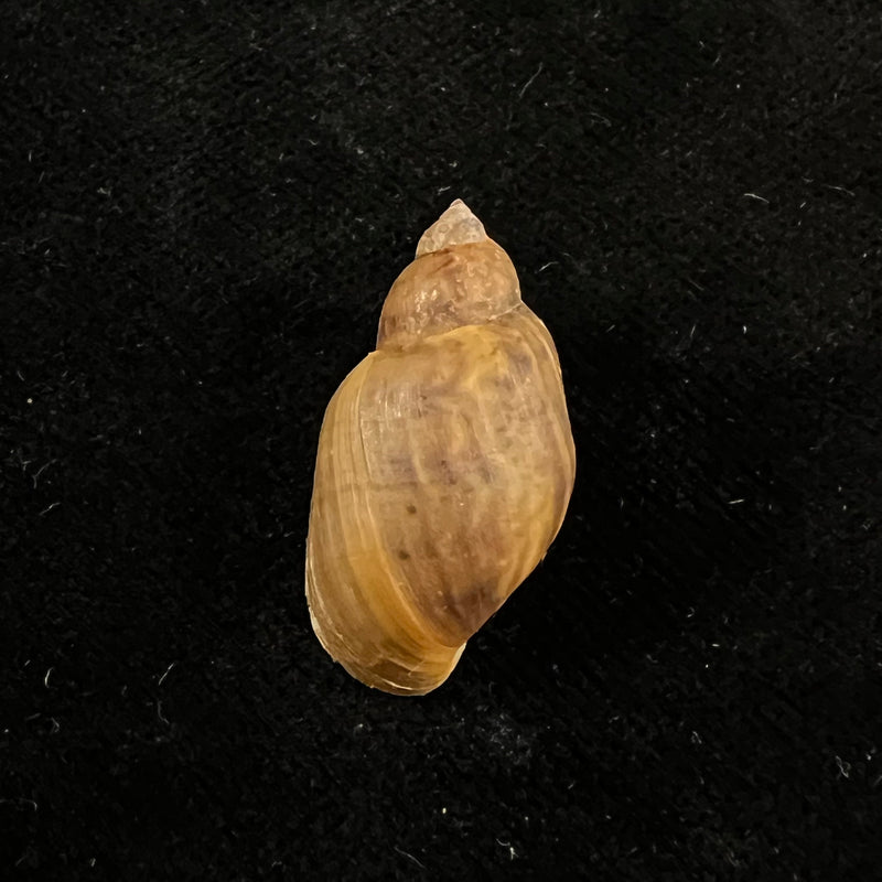 Chilina parchappei (Orbigny, 1835) - 25,2mm
