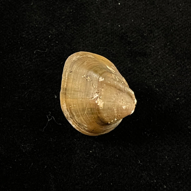 Acuticosta retiaria (Heude, 1883) - 20,3mm
