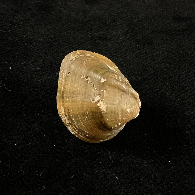Acuticosta retiaria (Heude, 1883) - 20,3mm