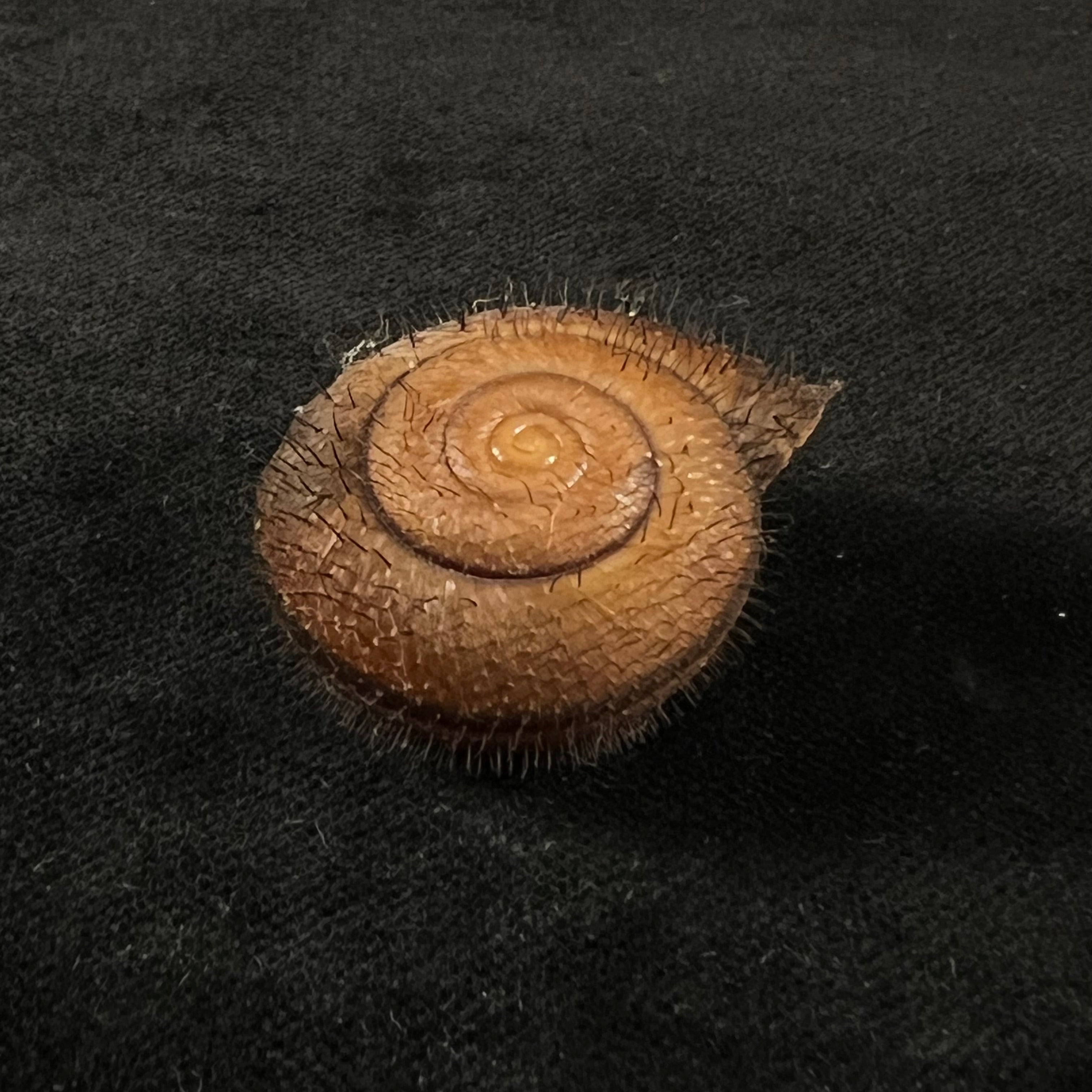 Tricheulota spinosissima (C. Semper, 1880) - 33,4mm