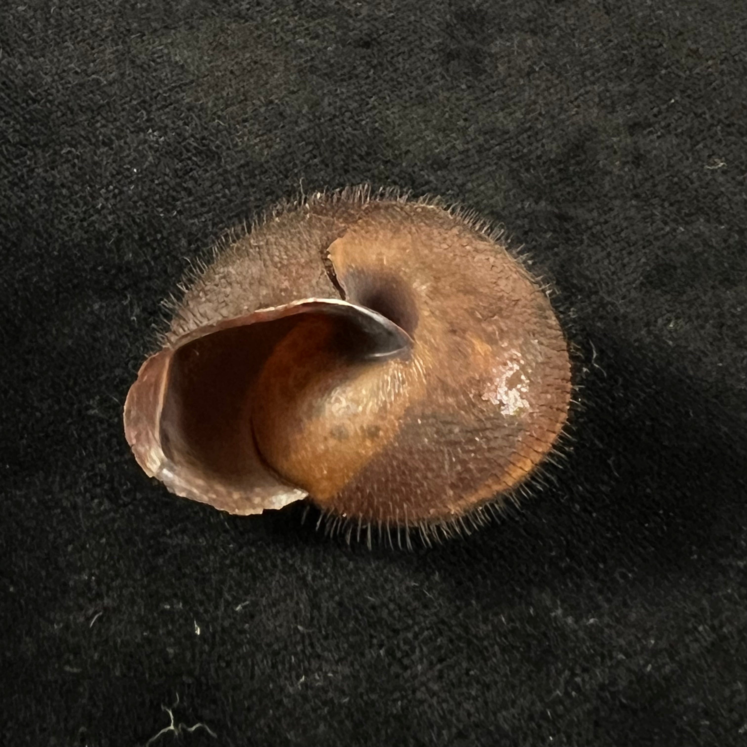 Tricheulota spinosissima (C. Semper, 1880) - 33,4mm