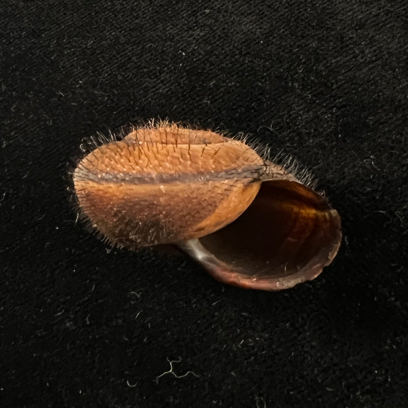 Tricheulota spinosissima (C. Semper, 1880) - 33,4mm