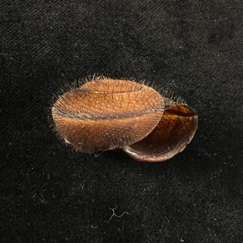 Tricheulota spinosissima (C. Semper, 1880) - 33,4mm