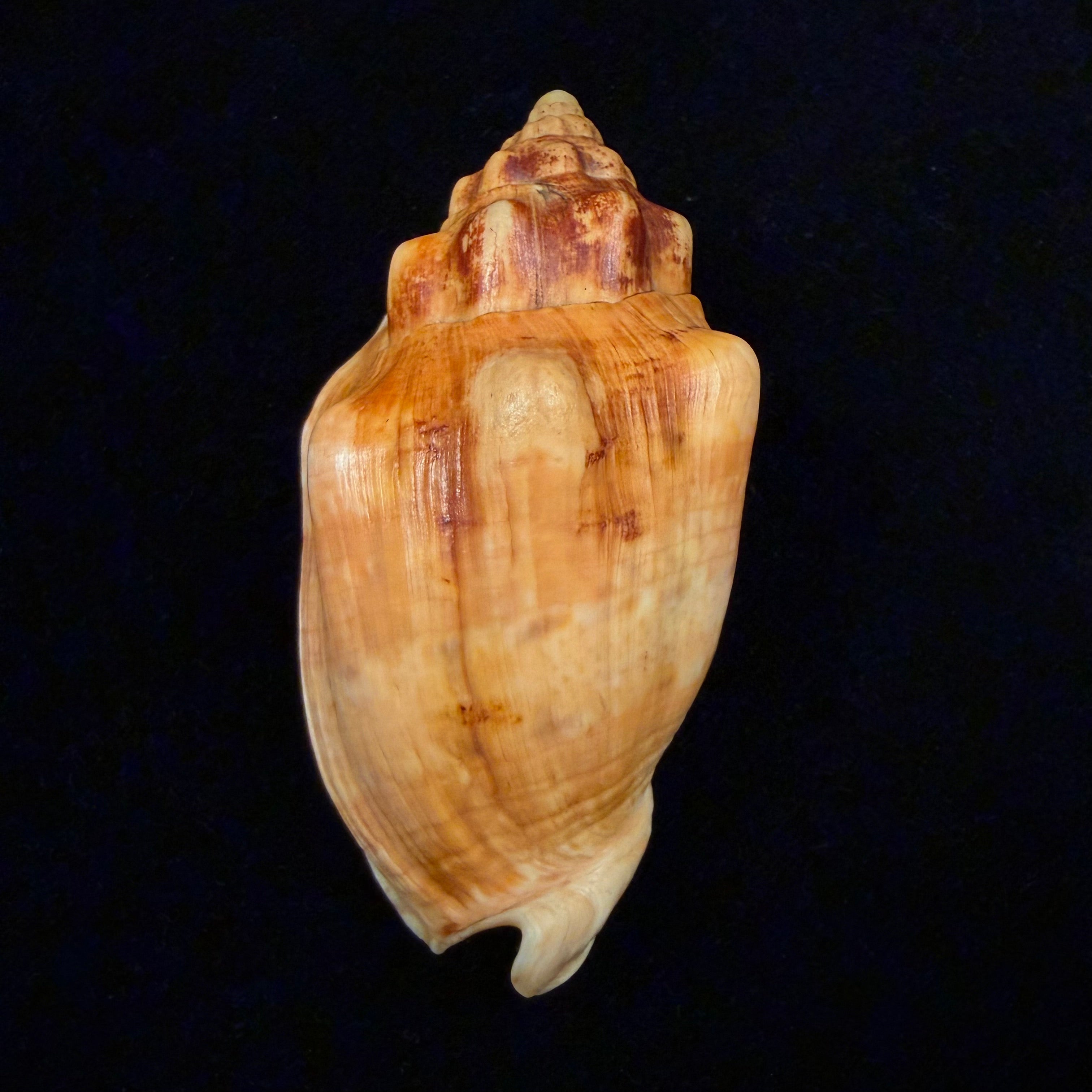 Voluta musica damula Dall, 1907 - 77,2mm