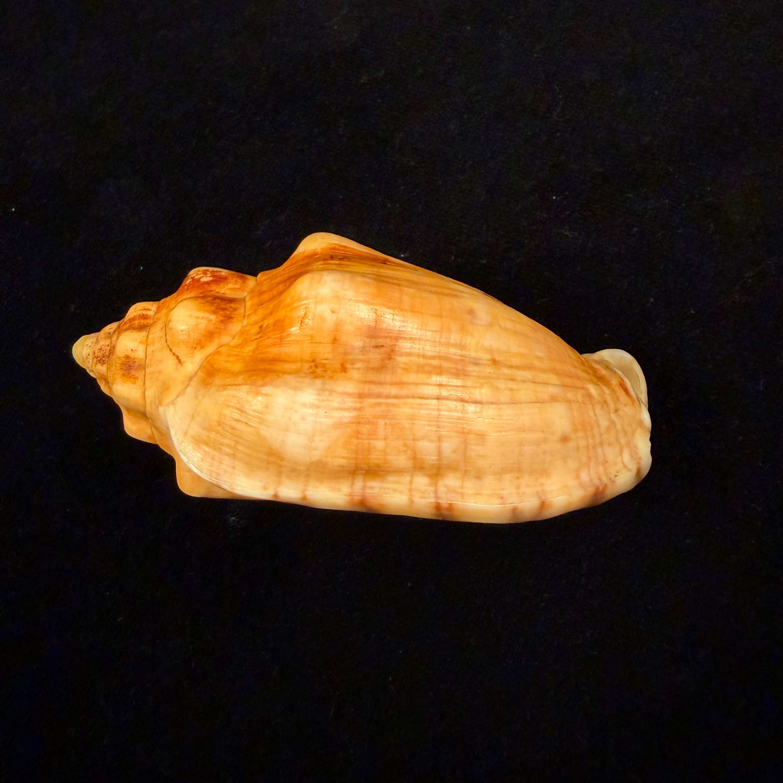 Voluta musica damula Dall, 1907 - 77,2mm