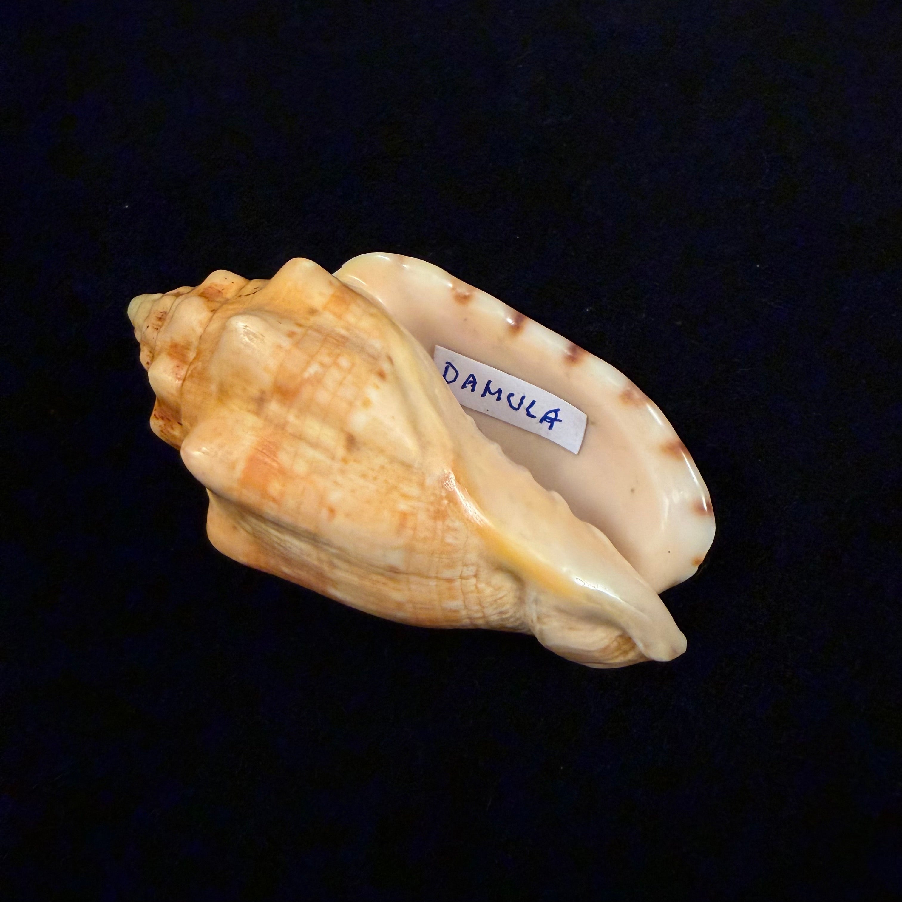 Voluta musica damula Dall, 1907 - 77,2mm