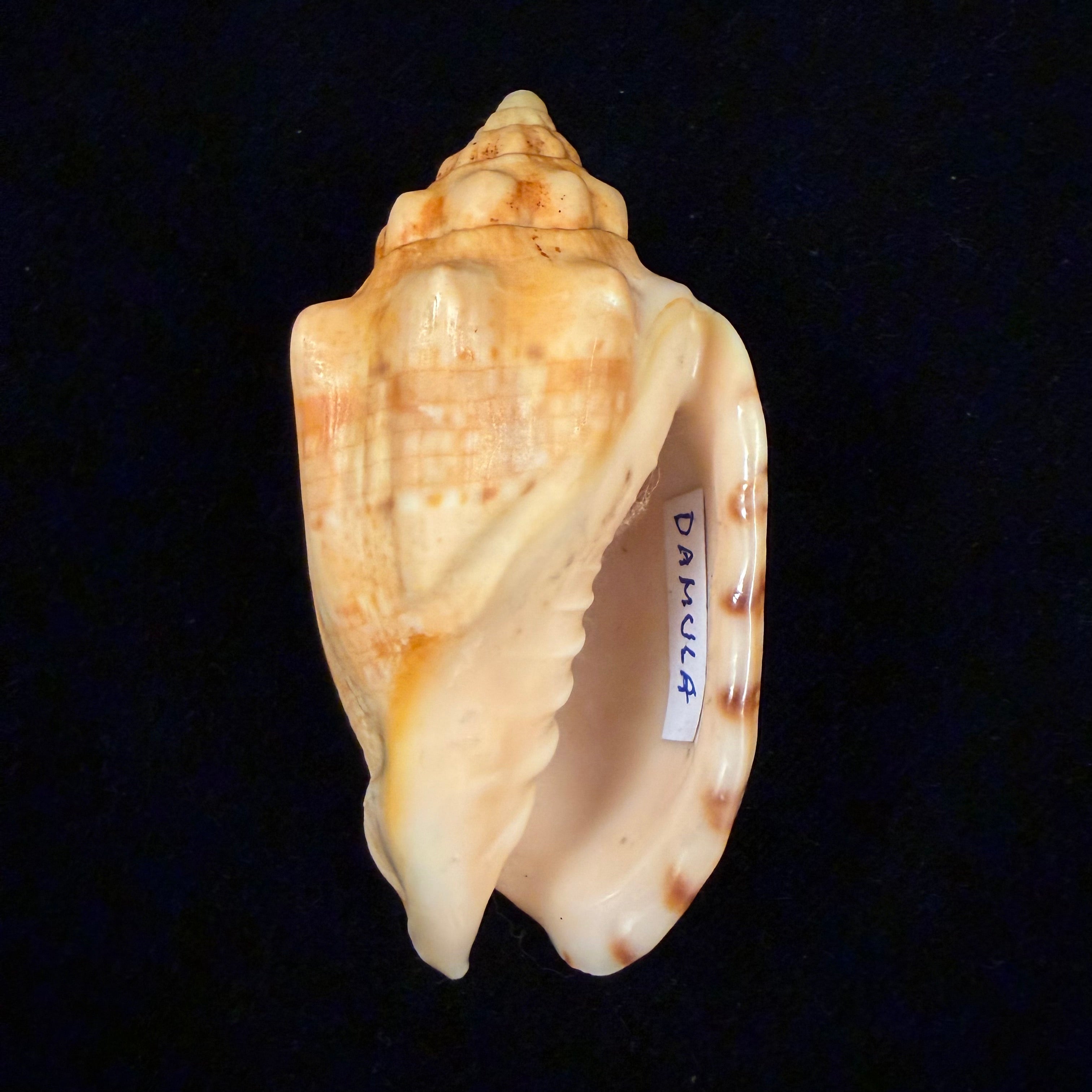 Voluta musica damula Dall, 1907 - 77,2mm