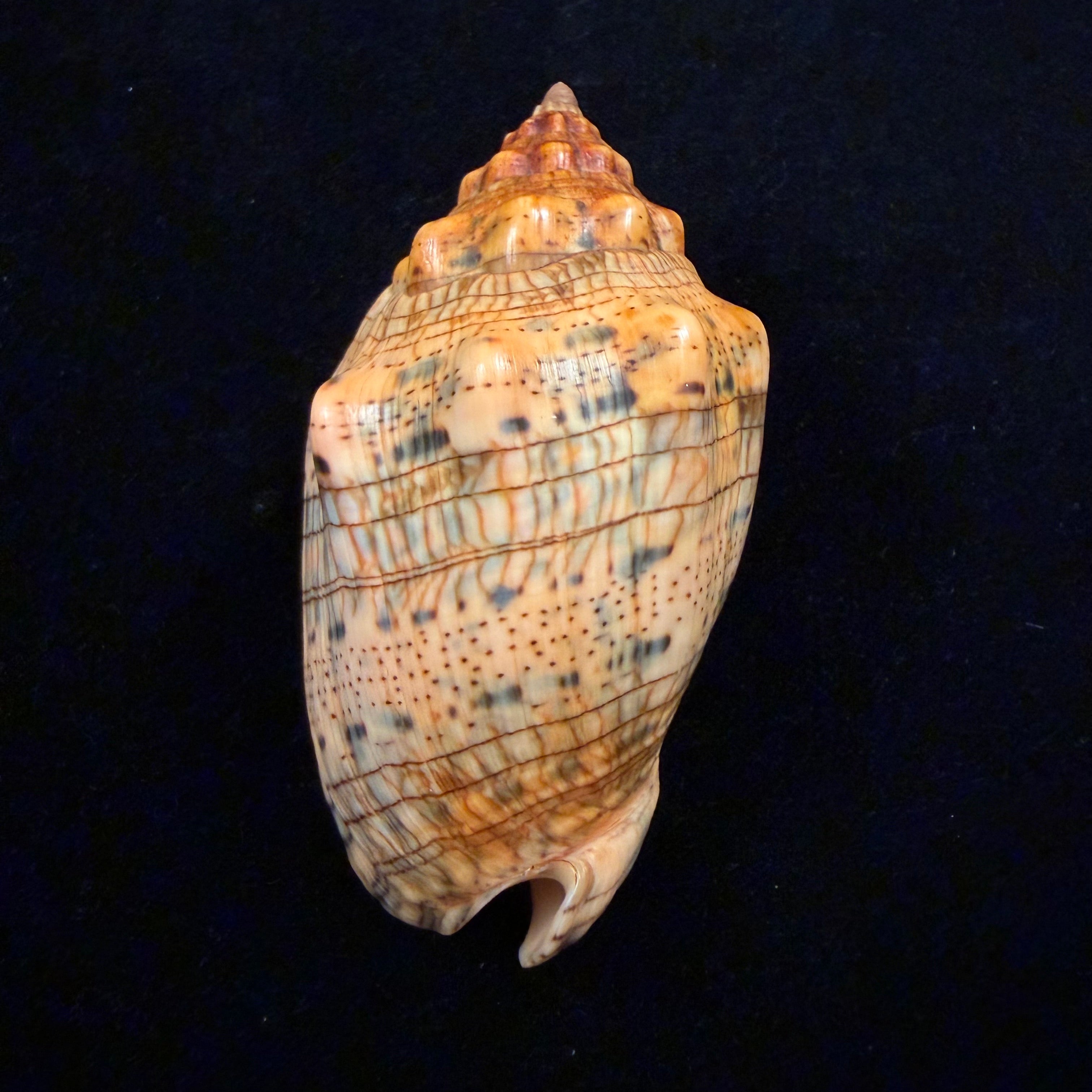 Voluta musica laevigata Lamarck, 1811 - 94,7mm