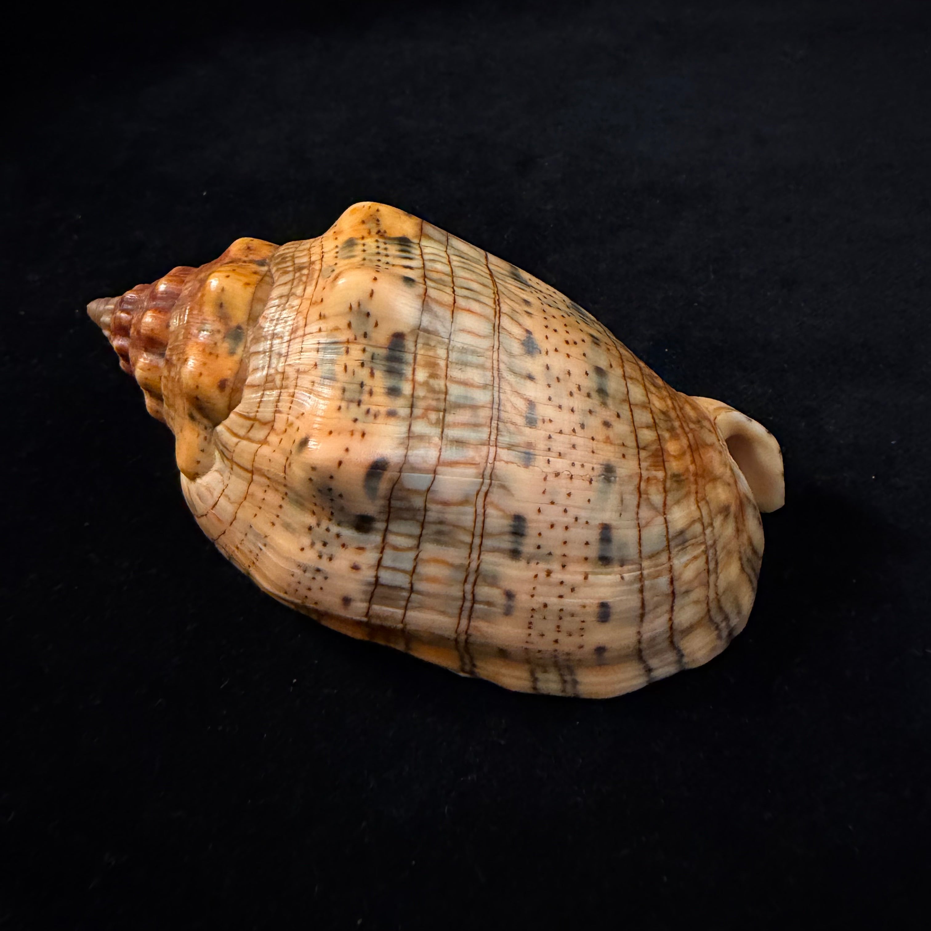 Voluta musica laevigata Lamarck, 1811 - 94,7mm