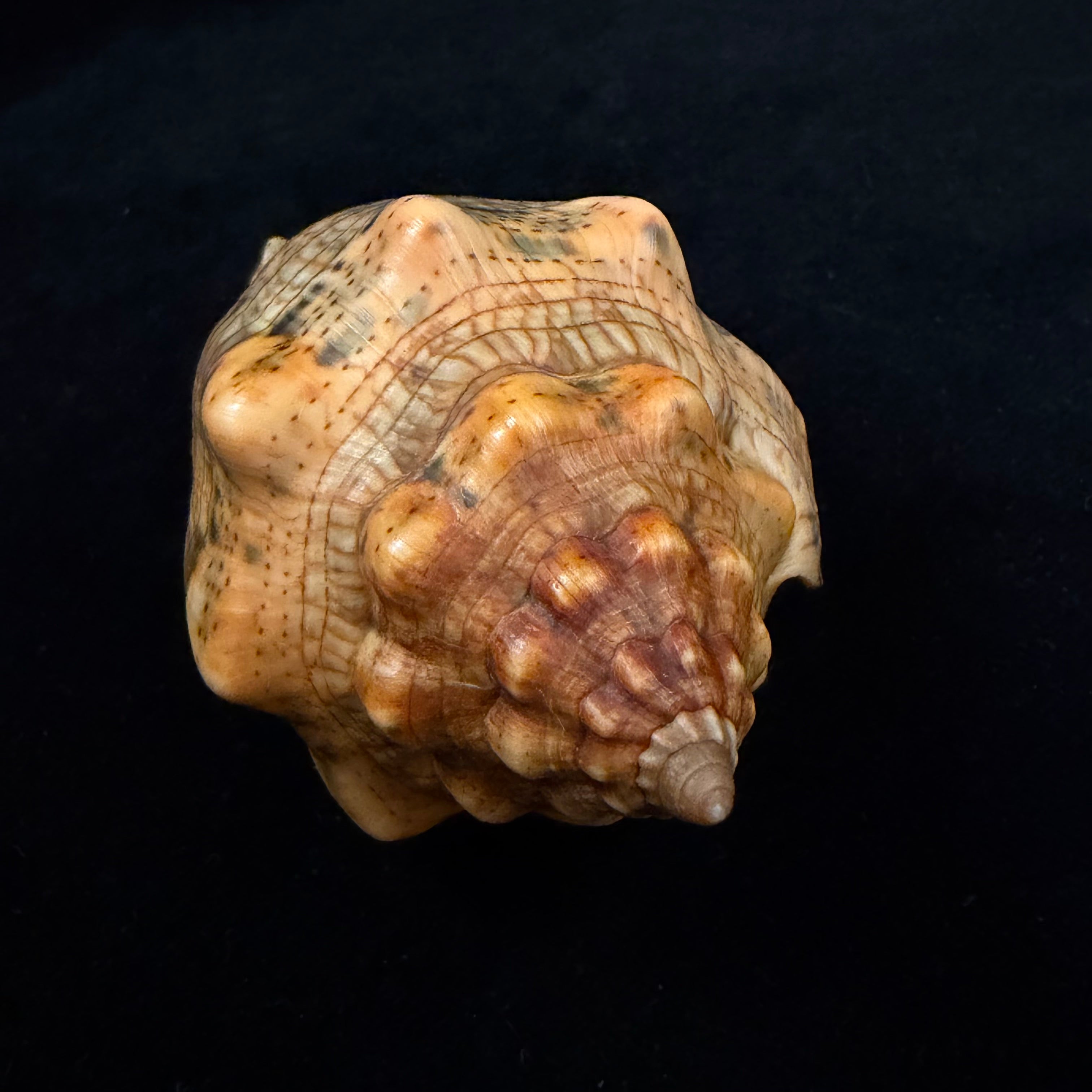 Voluta musica laevigata Lamarck, 1811 - 94,7mm