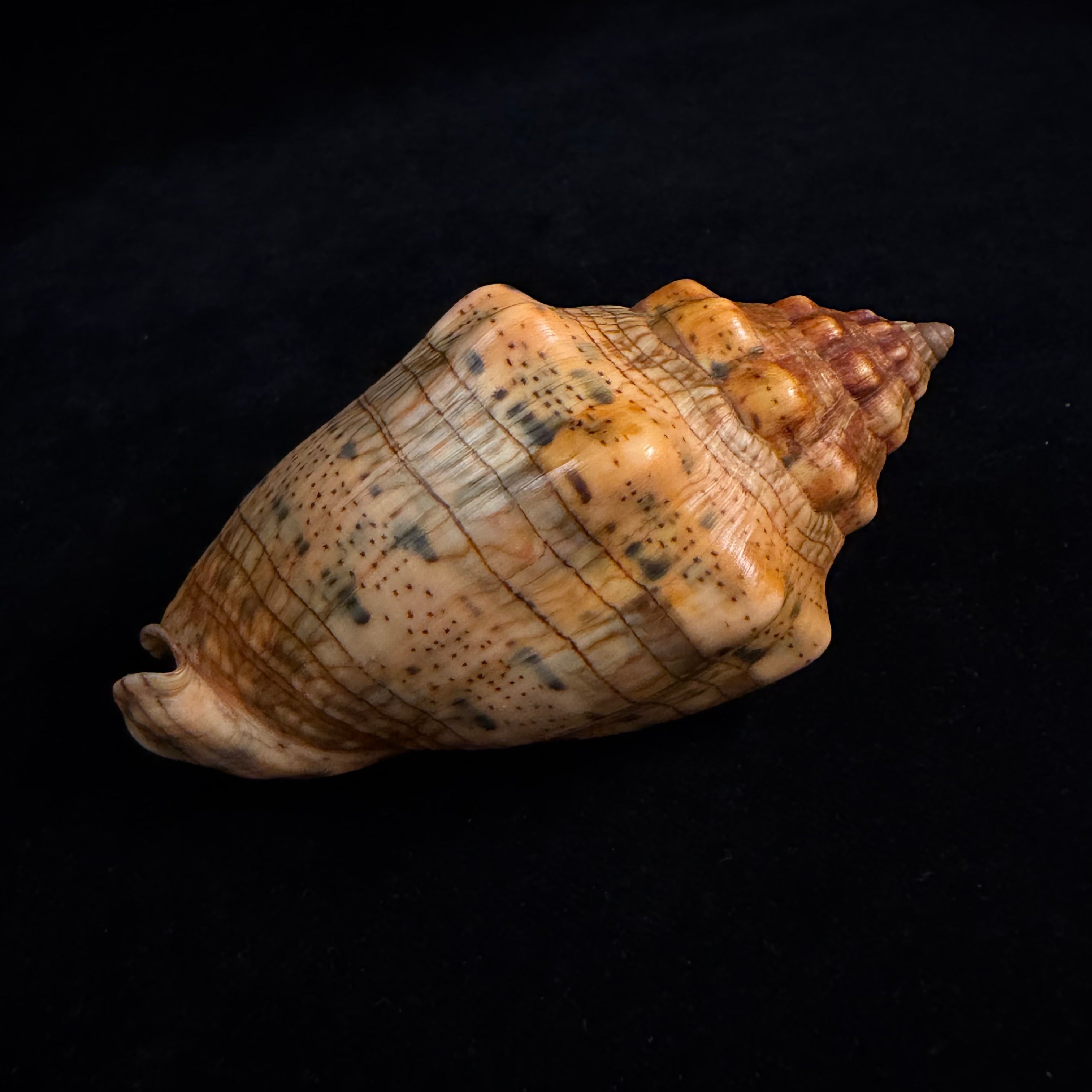 Voluta musica laevigata Lamarck, 1811 - 94,7mm