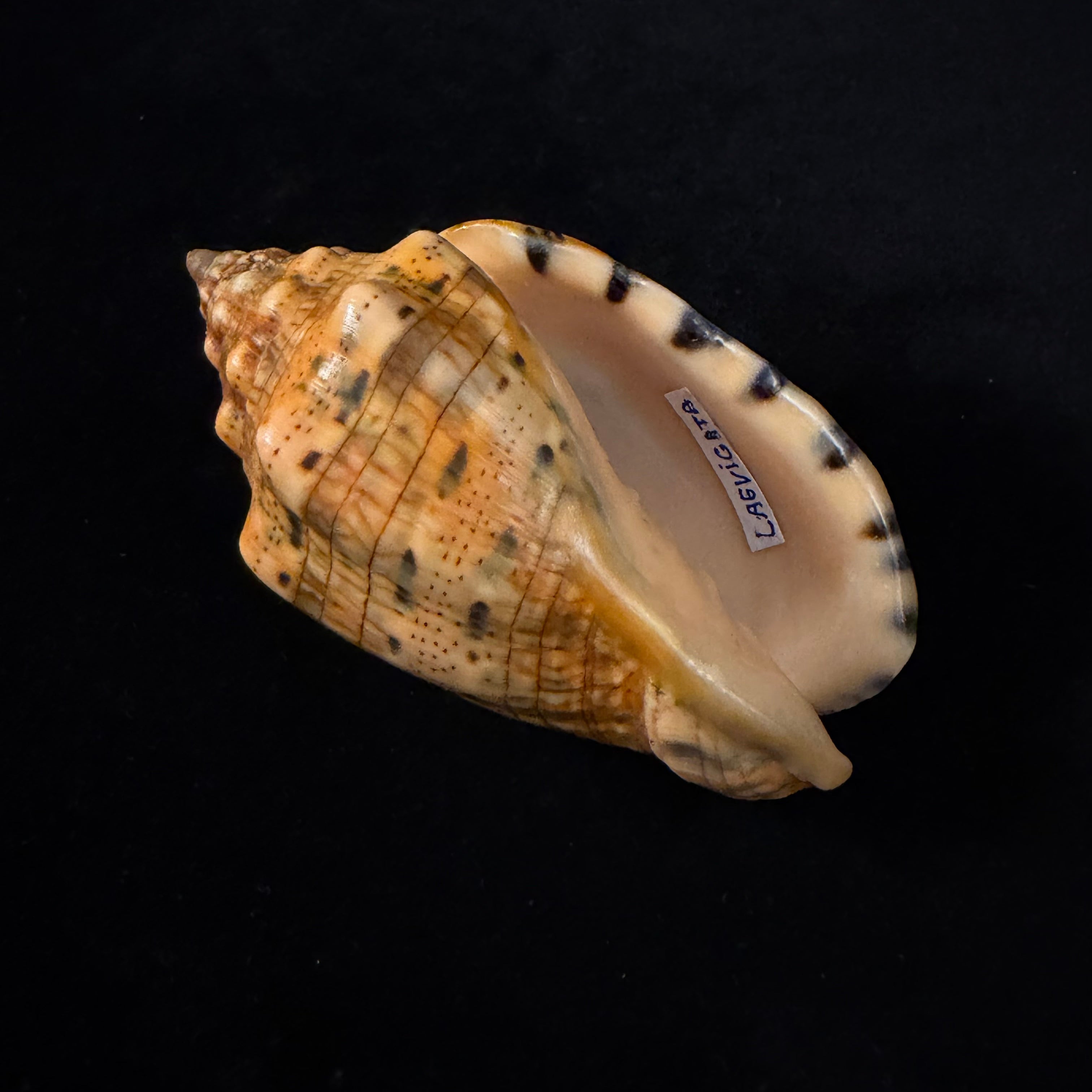 Voluta musica laevigata Lamarck, 1811 - 94,7mm