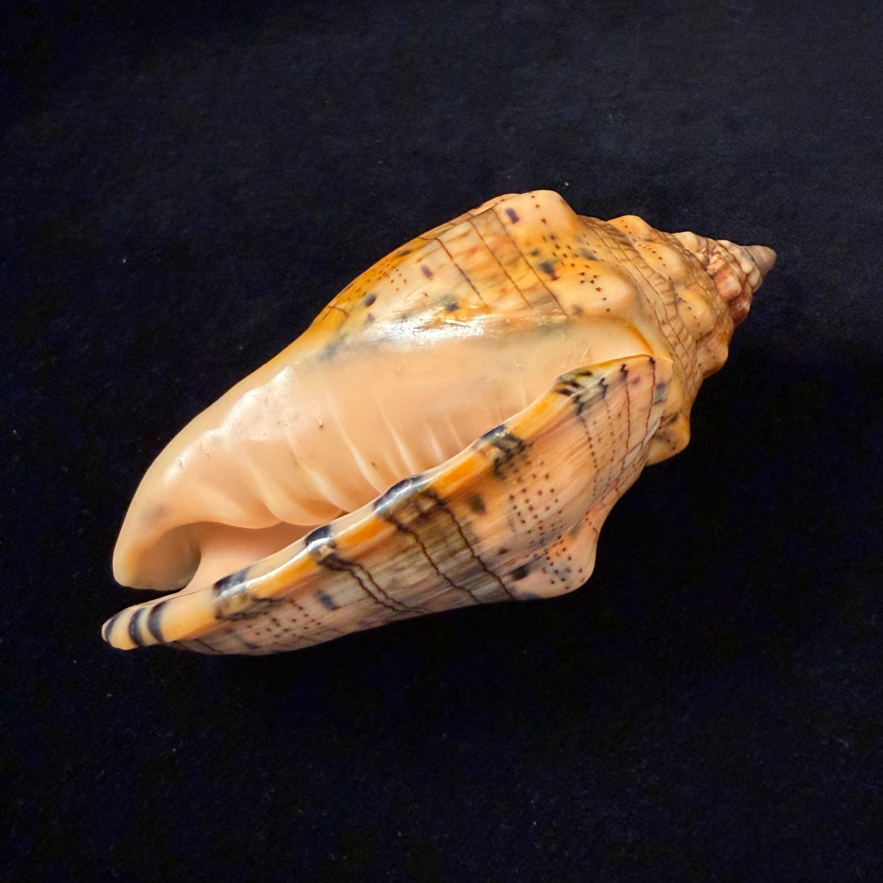 Voluta musica laevigata Lamarck, 1811 - 94,7mm