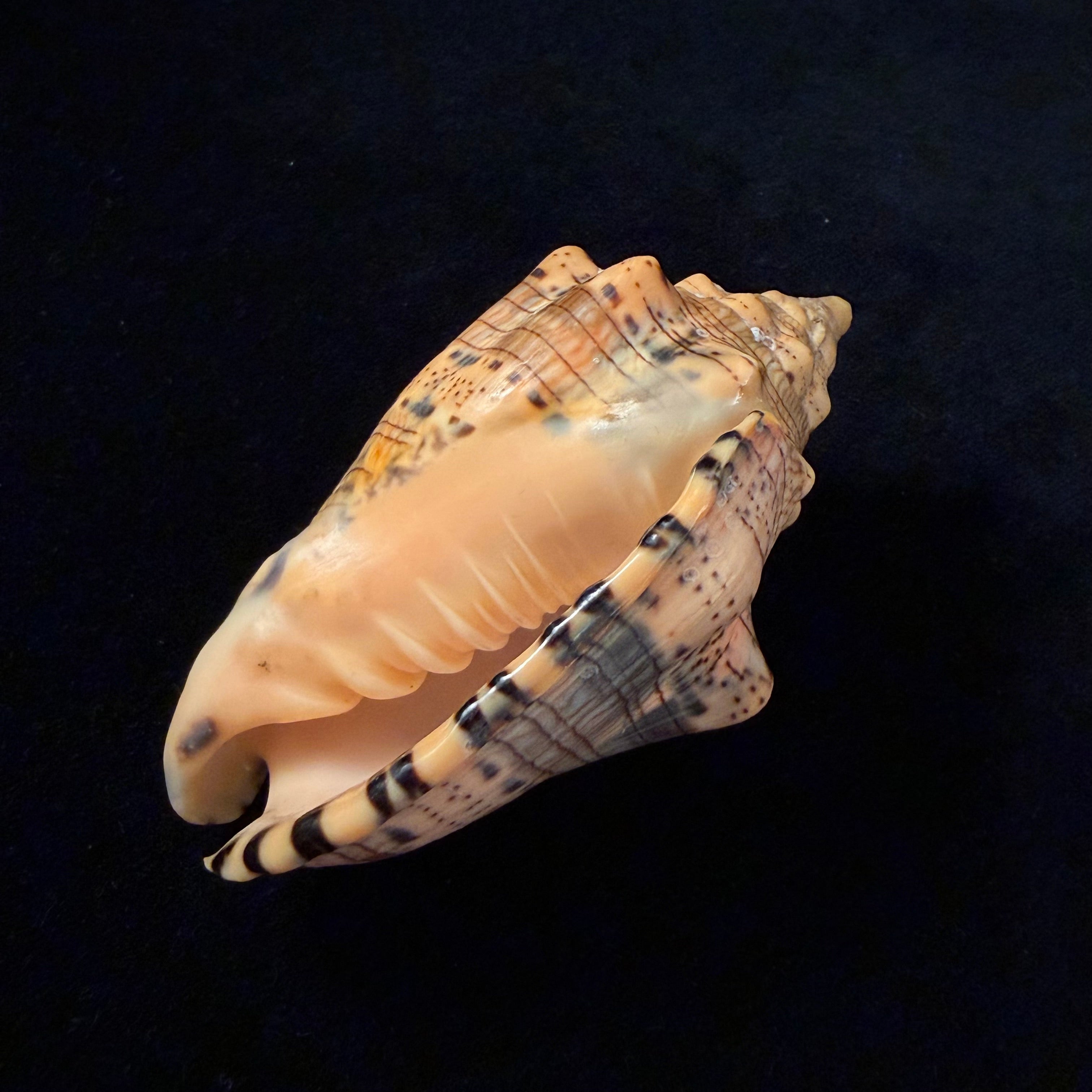 Voluta caquetio Berschauer & Ros, 2025 - 88,4mm
