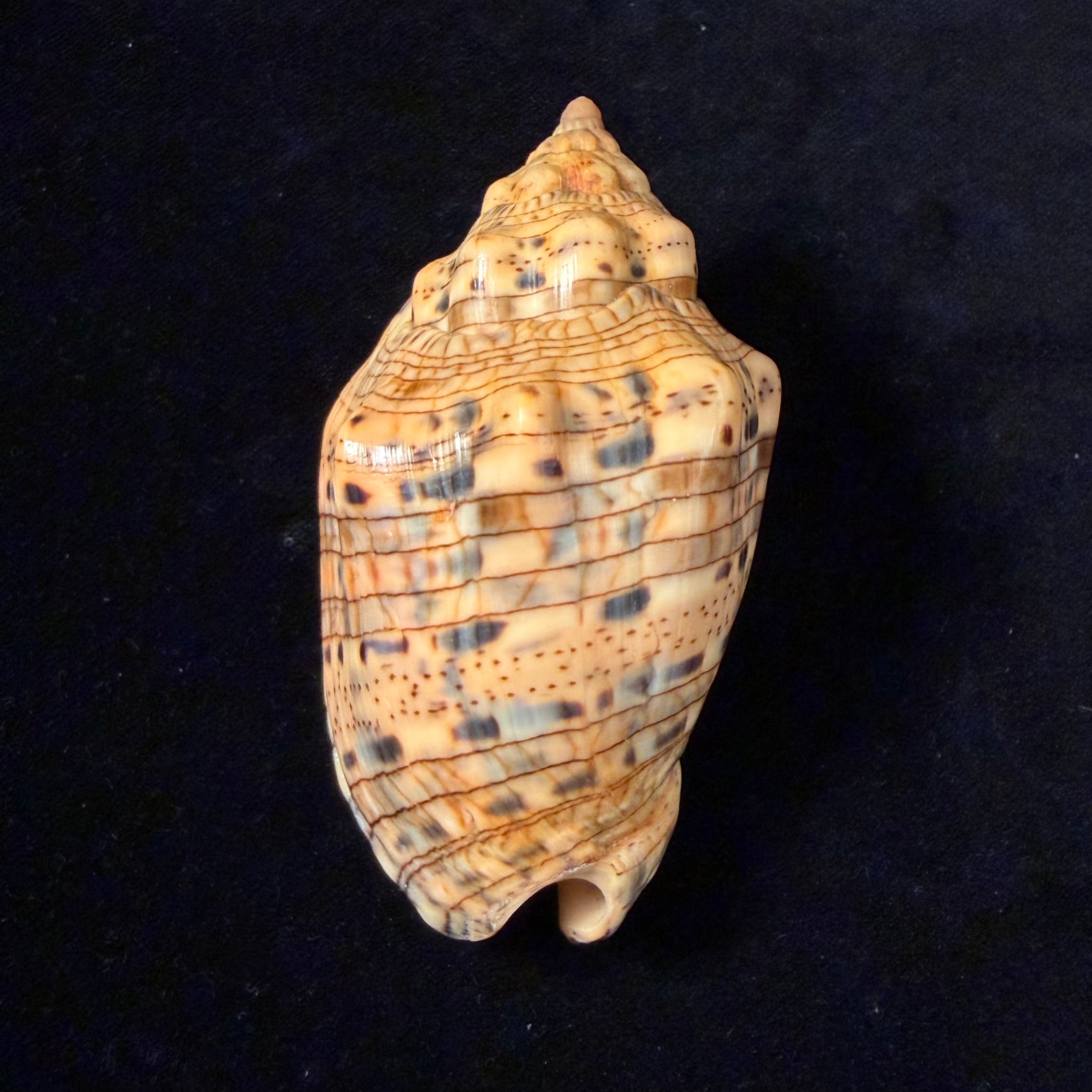 Voluta musica plicata Dillwyn, 1817 - 91,2mm