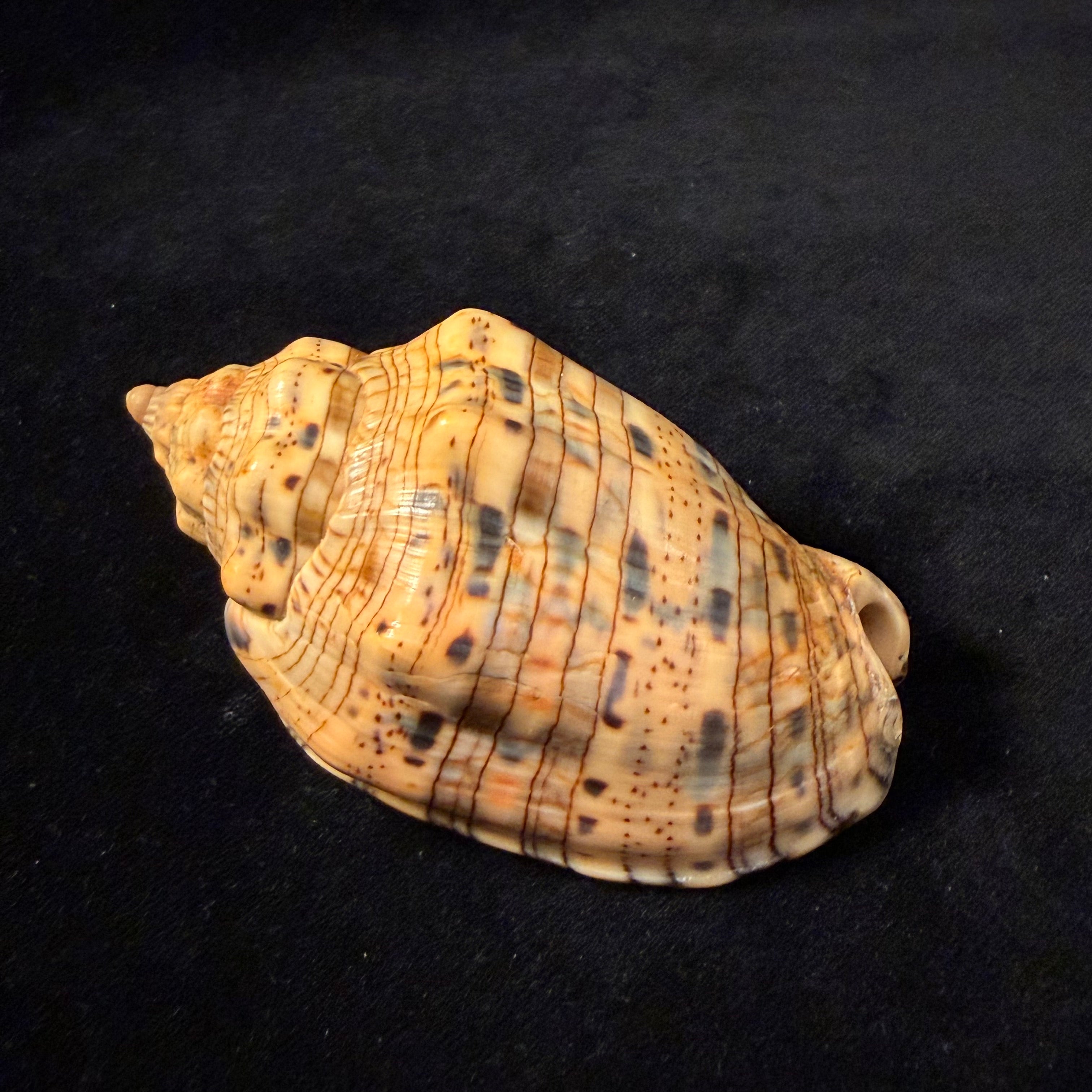 Voluta musica plicata Dillwyn, 1817 - 91,2mm