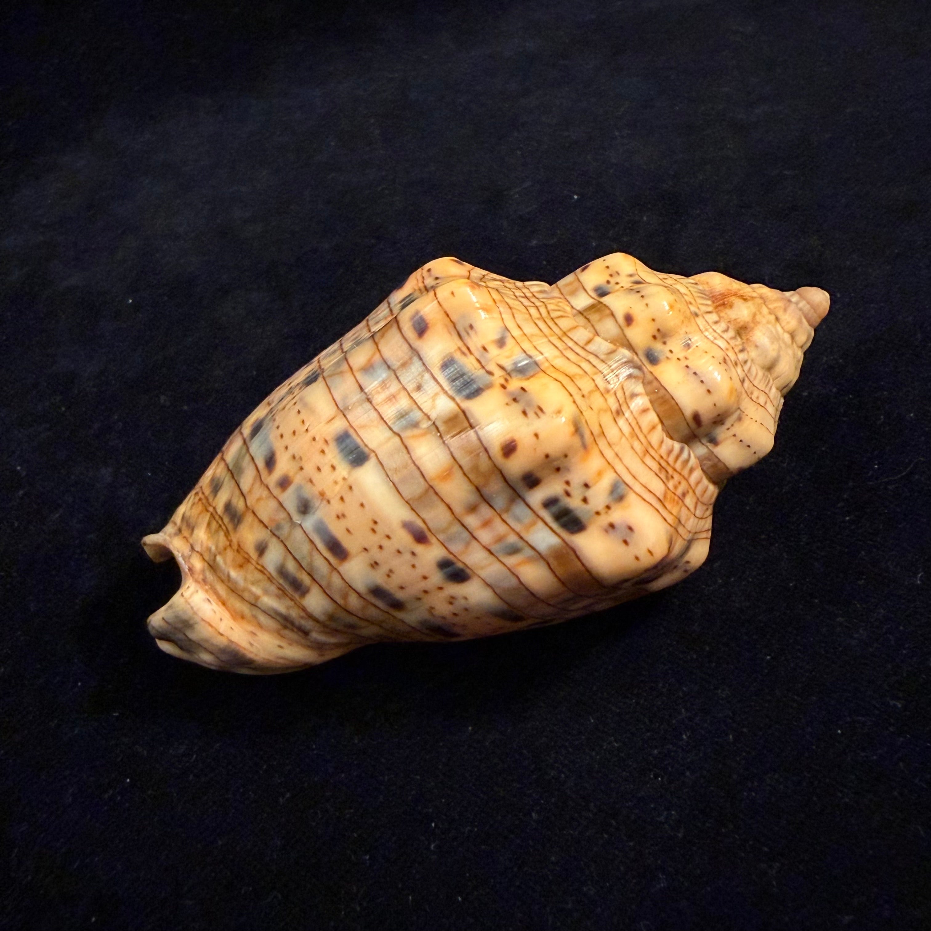 Voluta musica plicata Dillwyn, 1817 - 91,2mm
