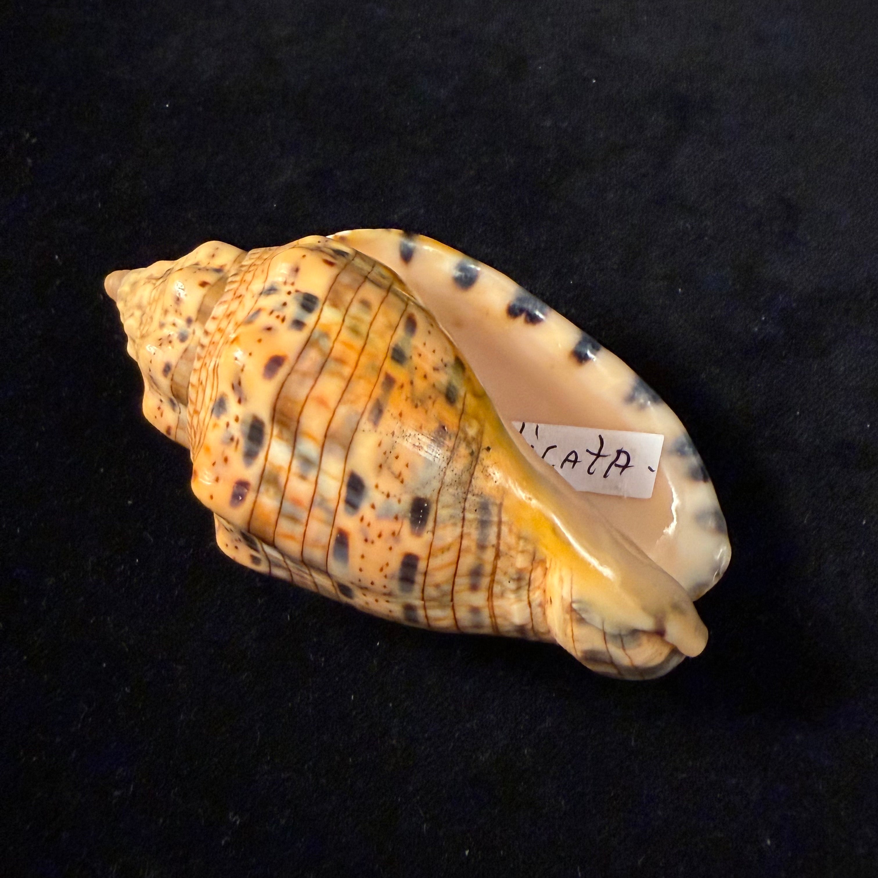 Voluta musica plicata Dillwyn, 1817 - 91,2mm