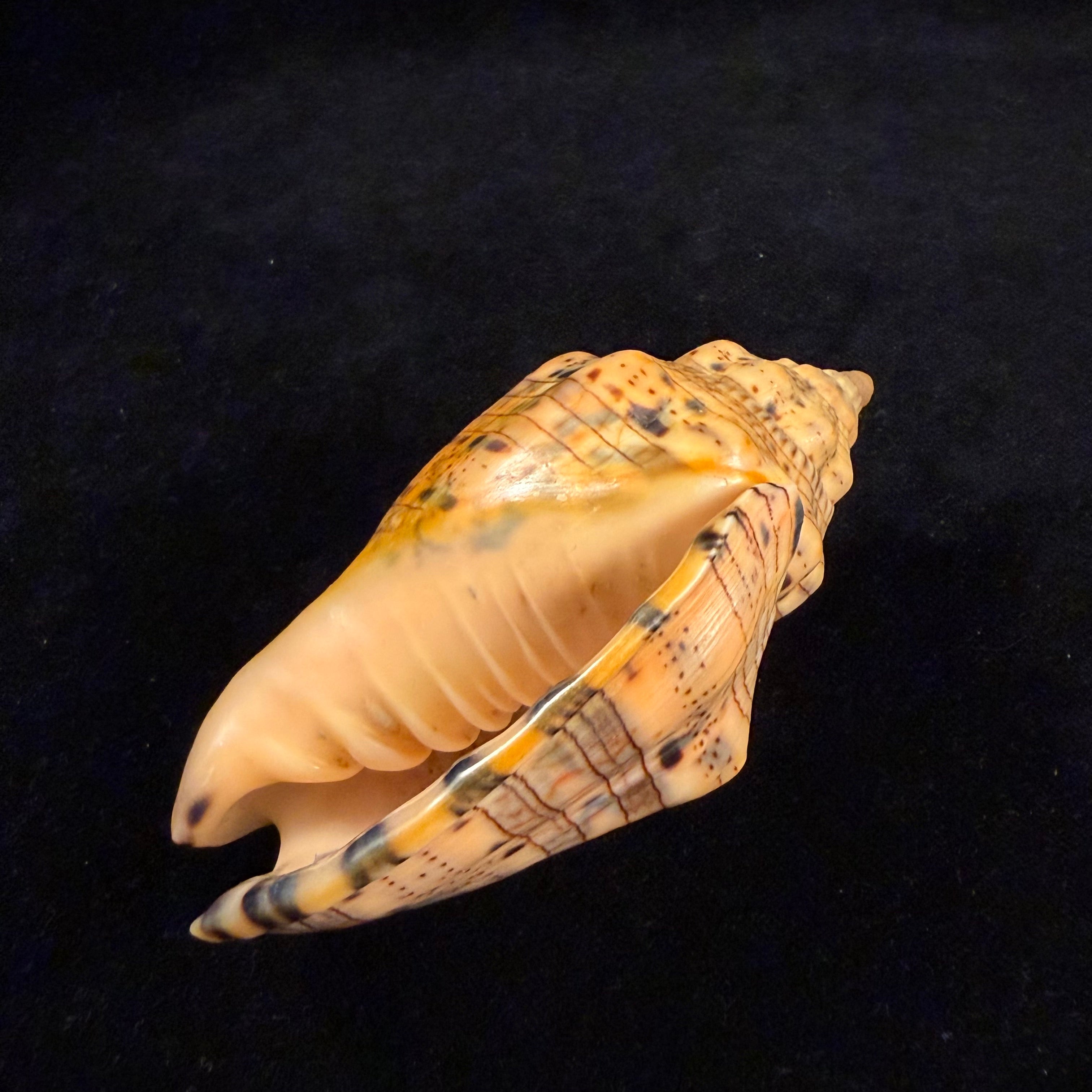 Voluta musica plicata Dillwyn, 1817 - 91,2mm