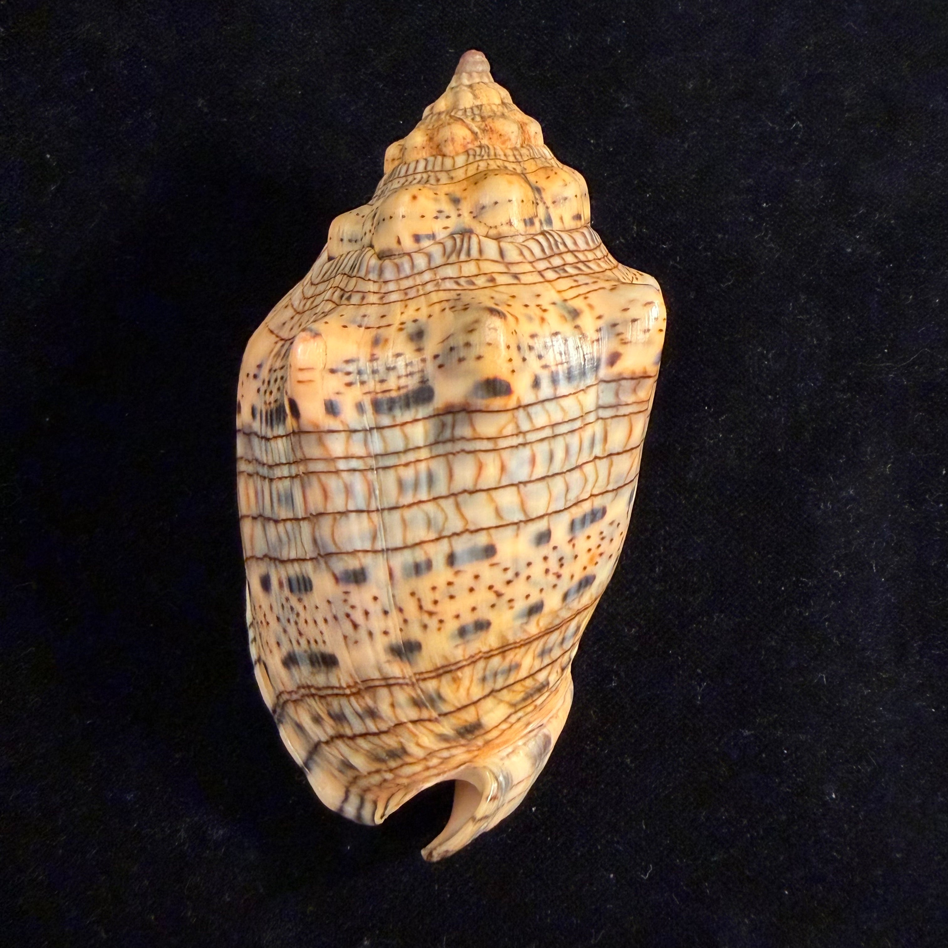 Voluta musica plicata Dillwyn, 1817 - 95,3mm
