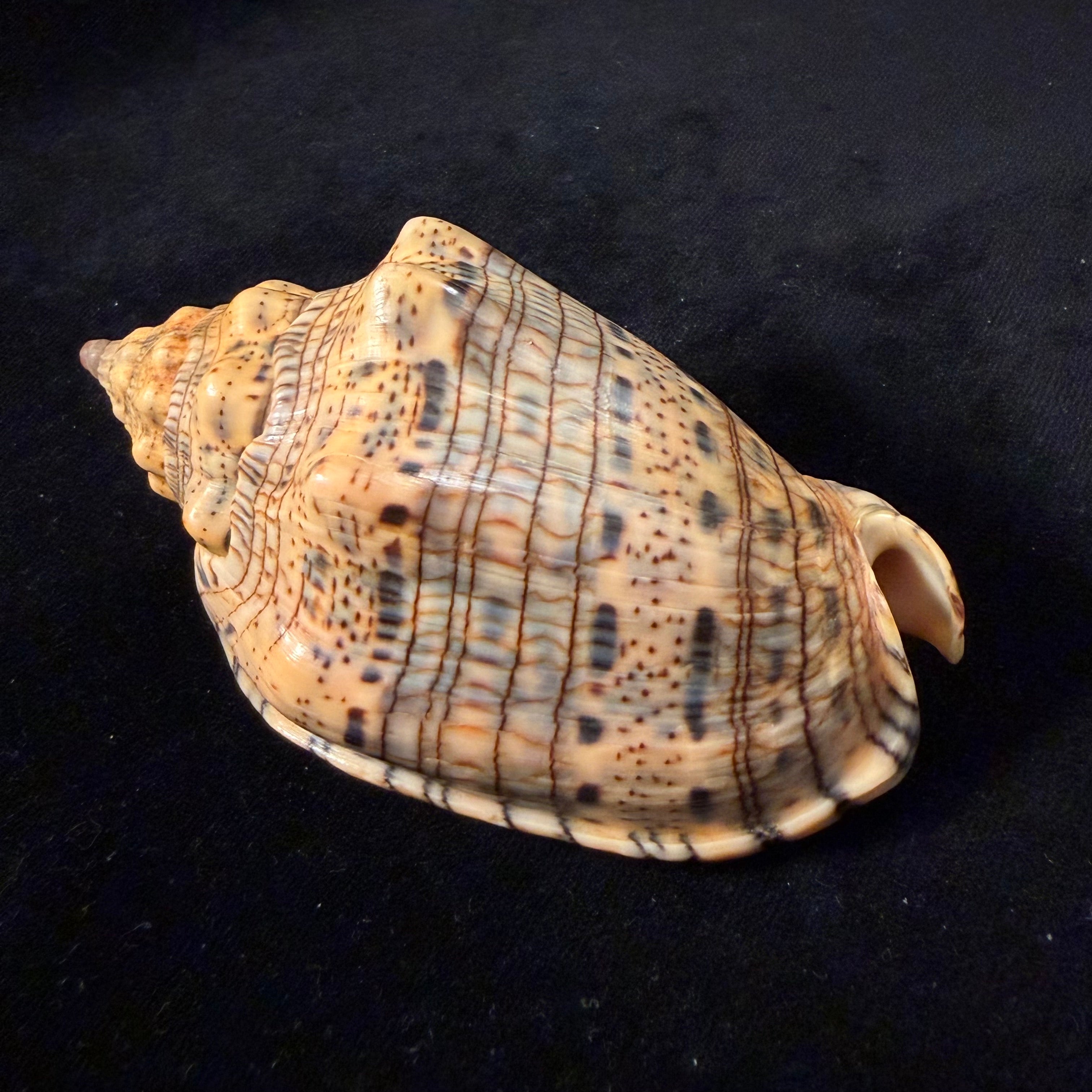 Voluta musica plicata Dillwyn, 1817 - 95,3mm
