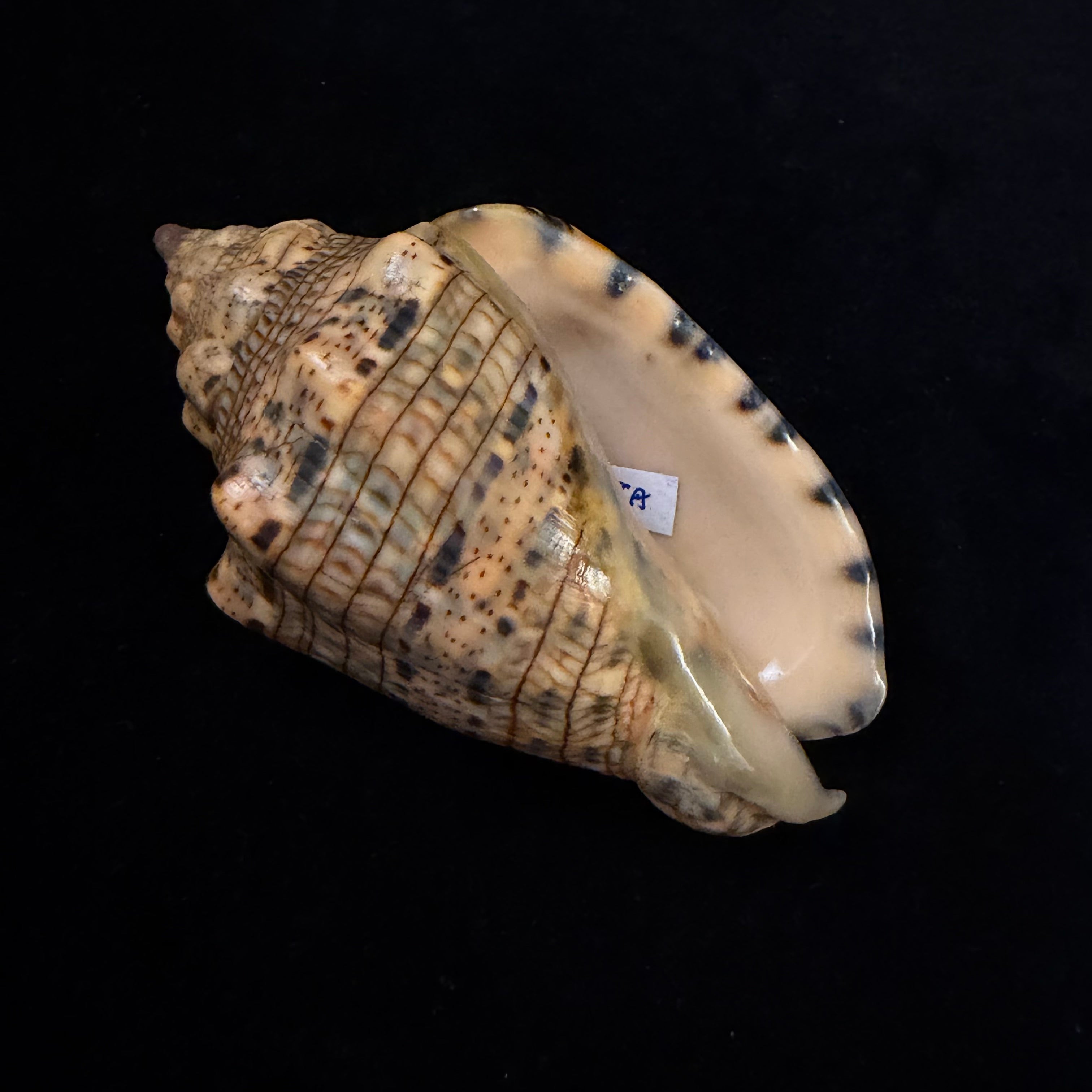 Voluta musica plicata Dillwyn, 1817 - 95,3mm