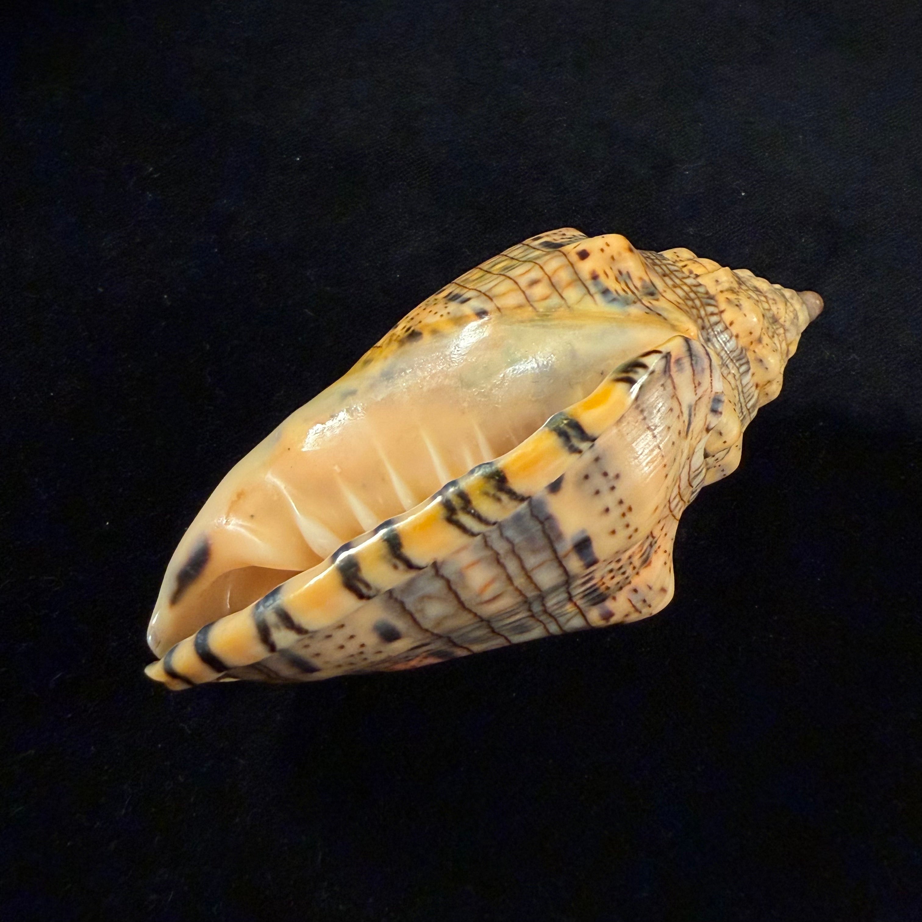 Voluta musica plicata Dillwyn, 1817 - 95,3mm