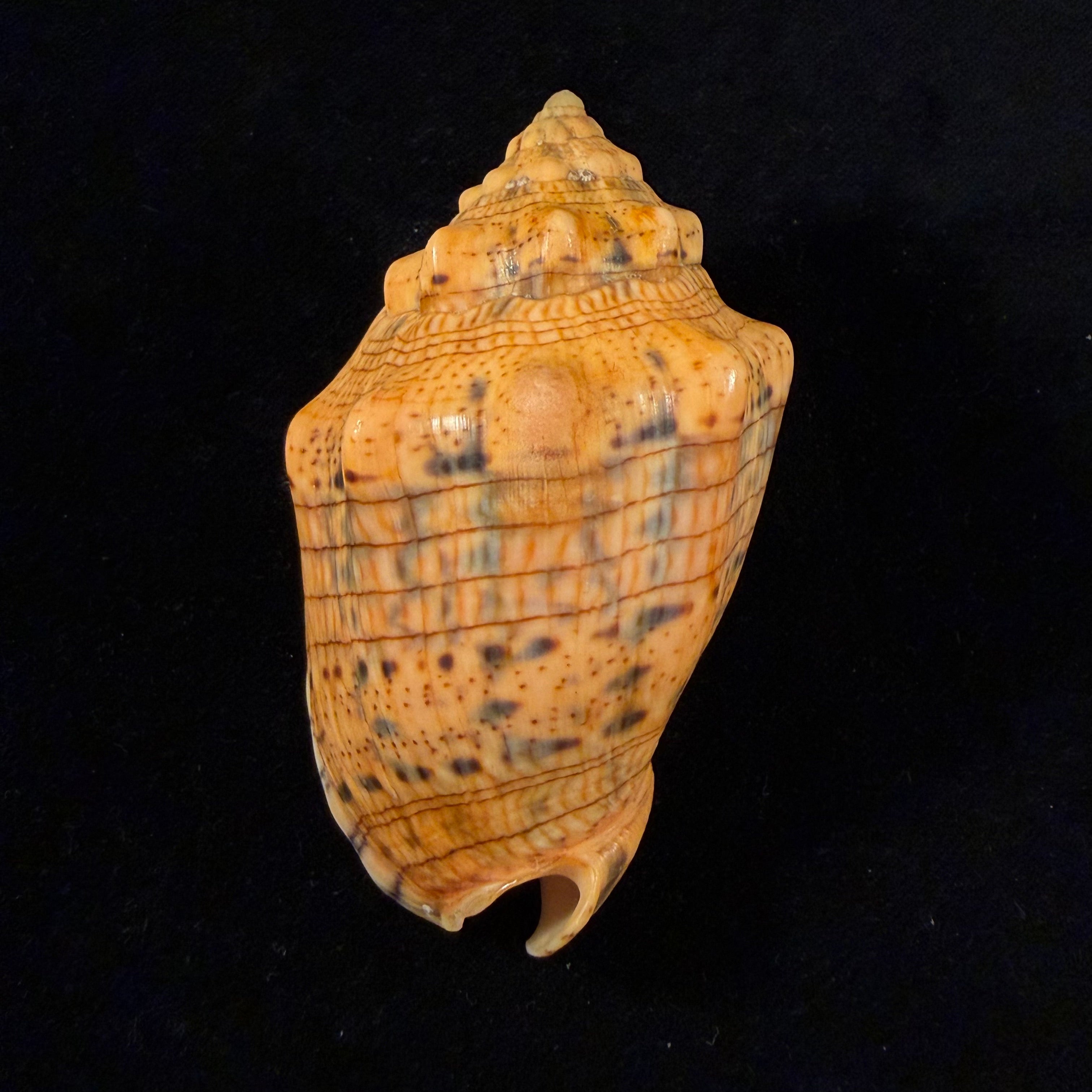 Voluta musica plicata Dillwyn, 1817 - 86,4mm