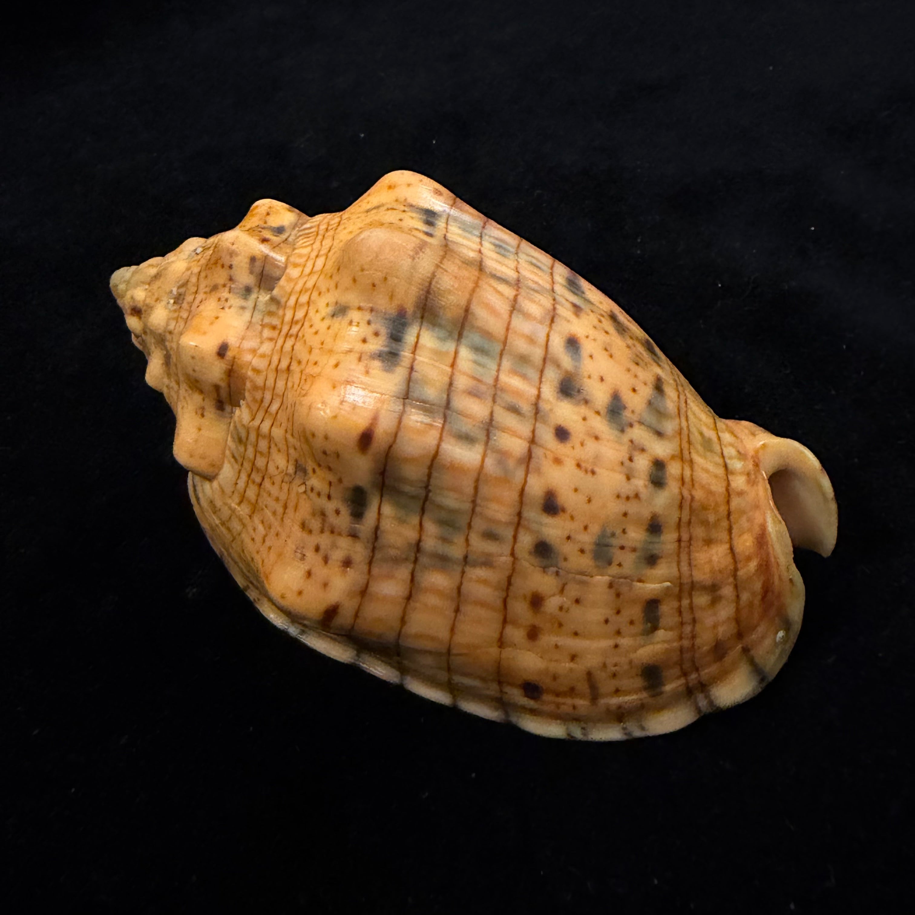 Voluta musica plicata Dillwyn, 1817 - 86,4mm