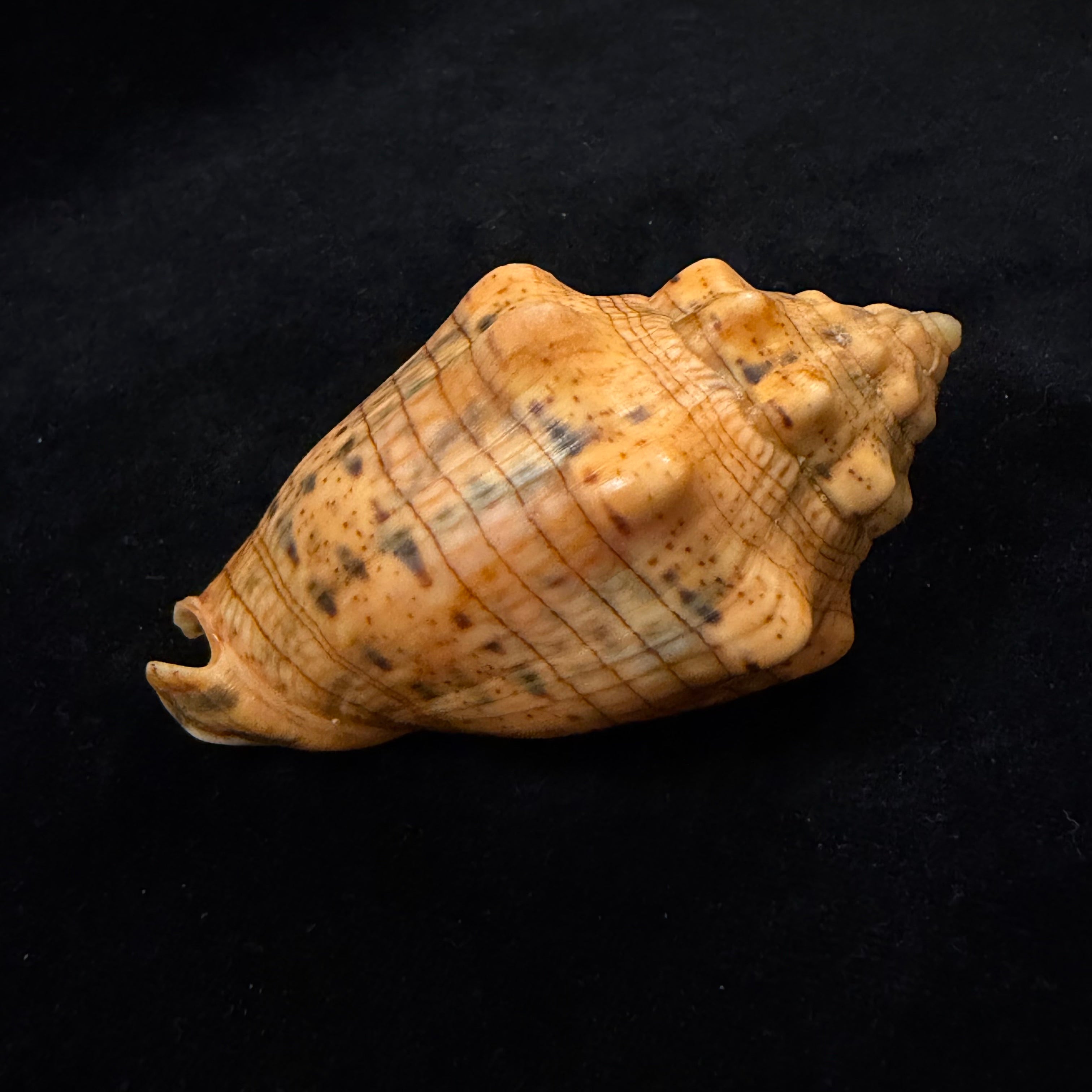 Voluta musica plicata Dillwyn, 1817 - 86,4mm