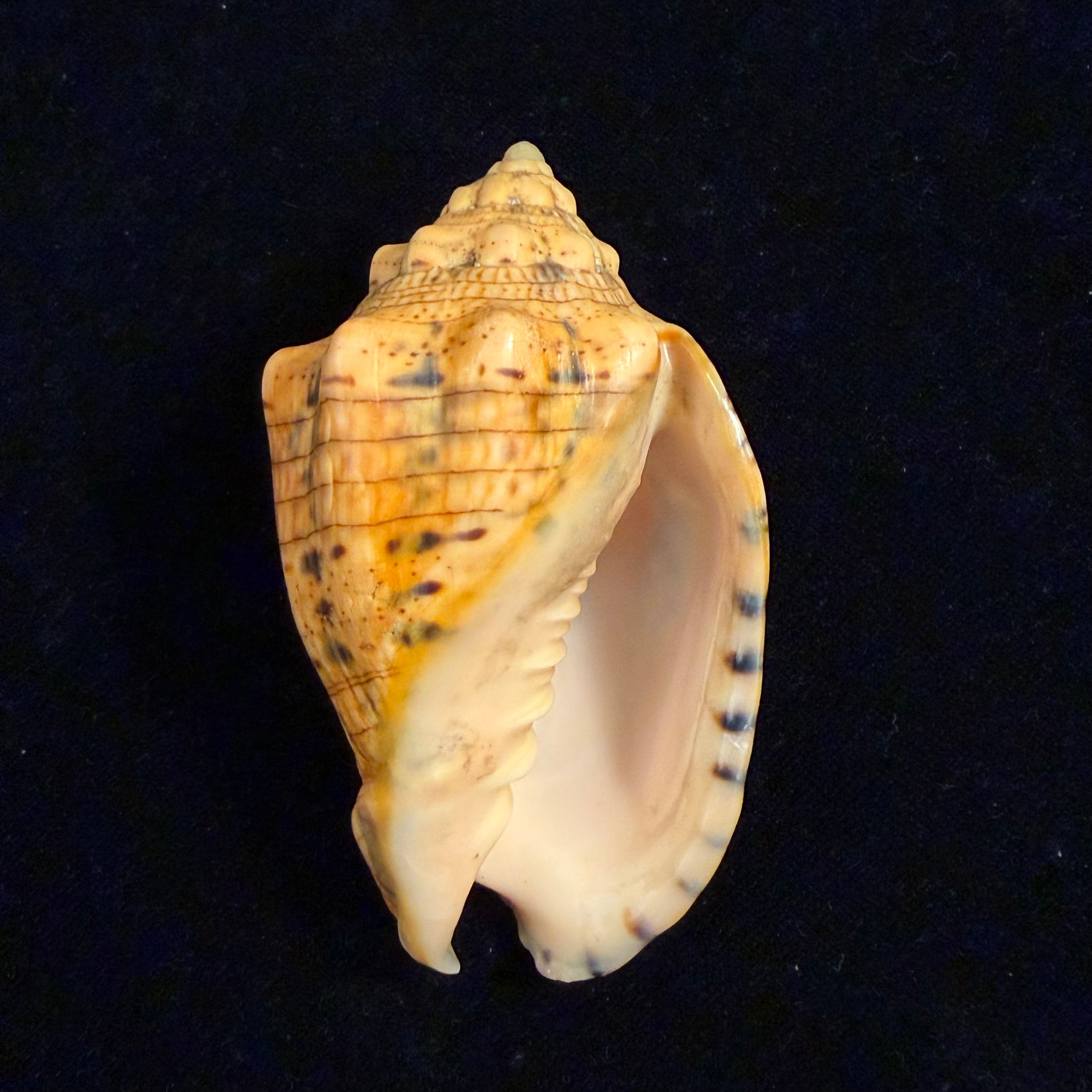 Voluta musica plicata Dillwyn, 1817 - 86,4mm