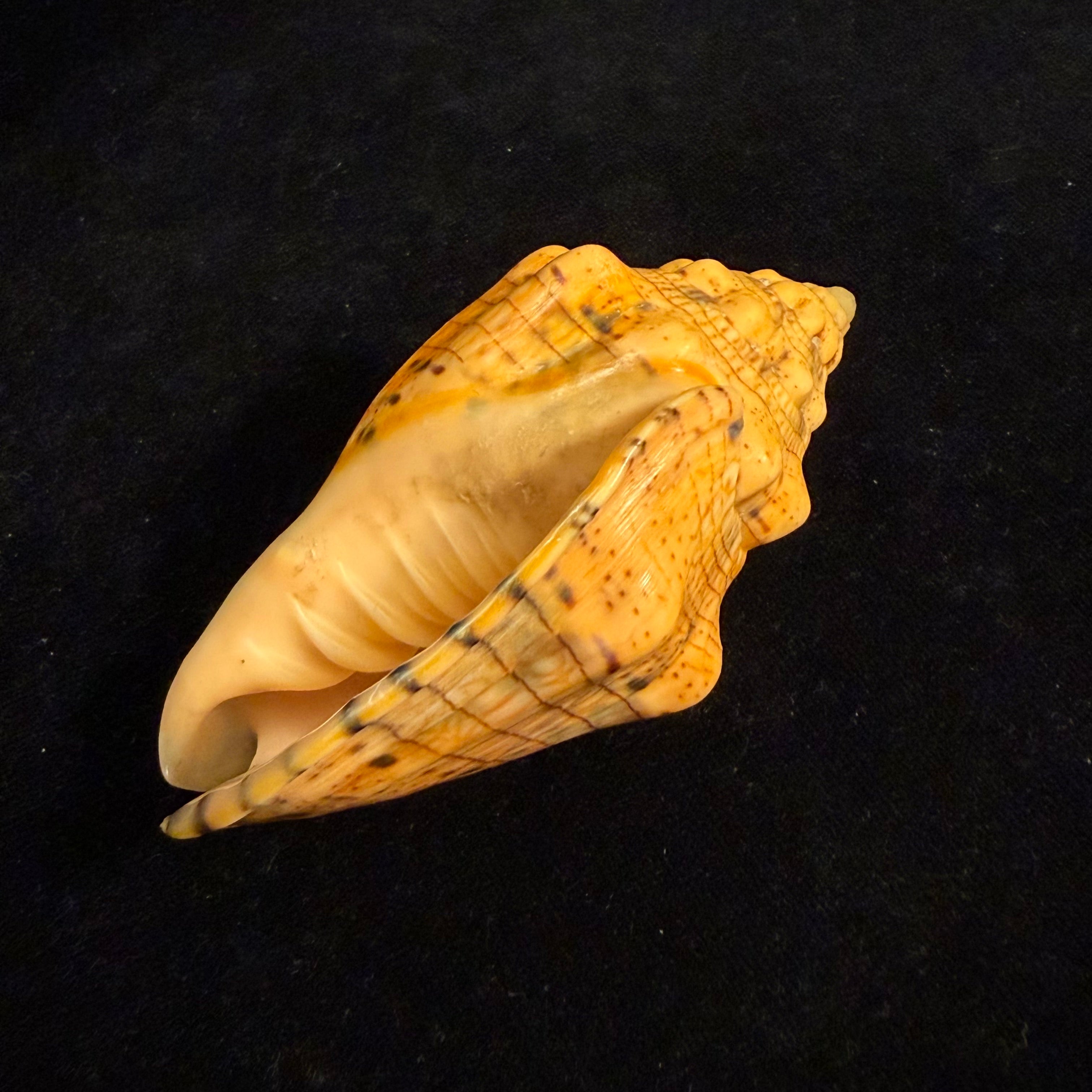 Voluta musica plicata Dillwyn, 1817 - 86,4mm