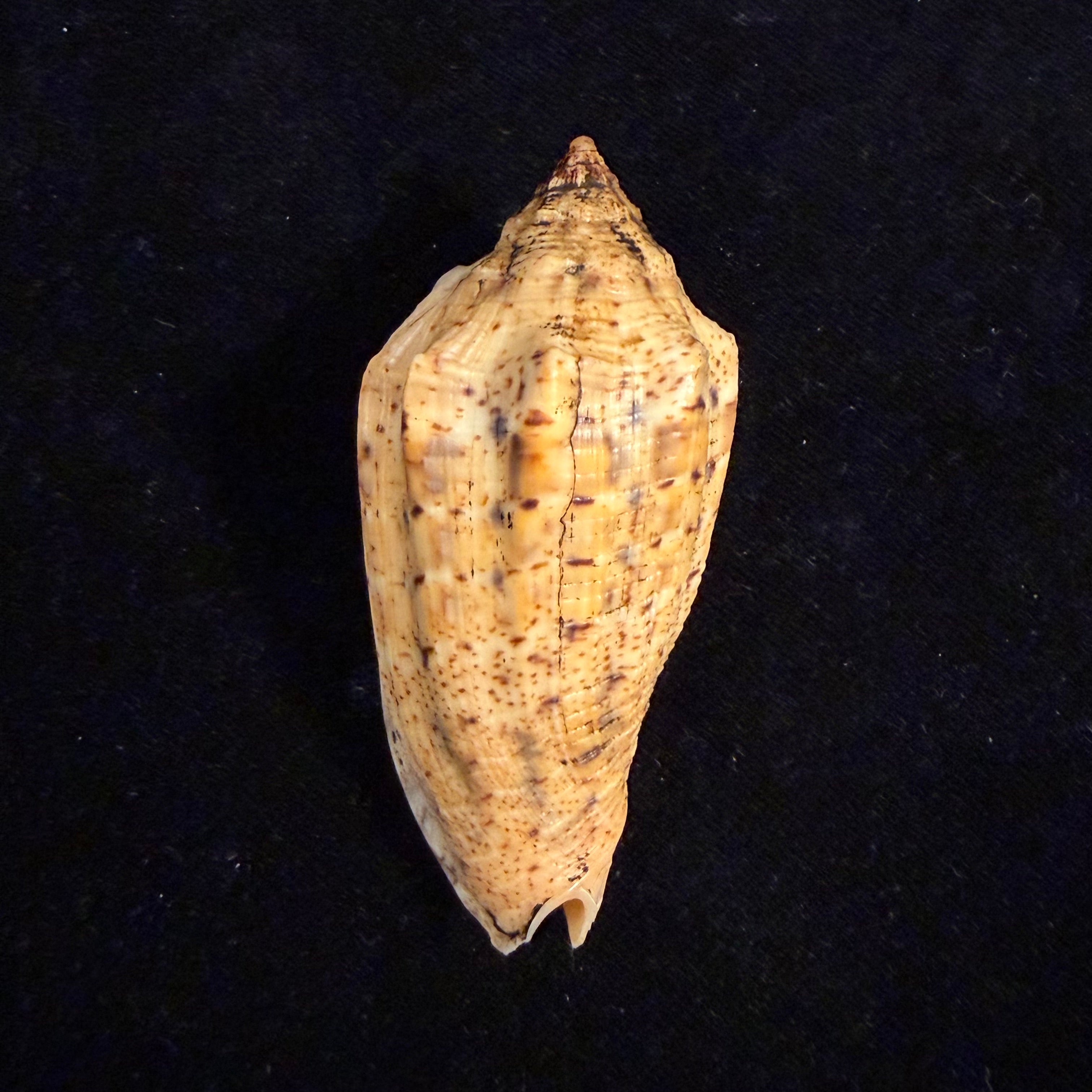 Voluta virescens lindae Petuch, 1987 - 70mm