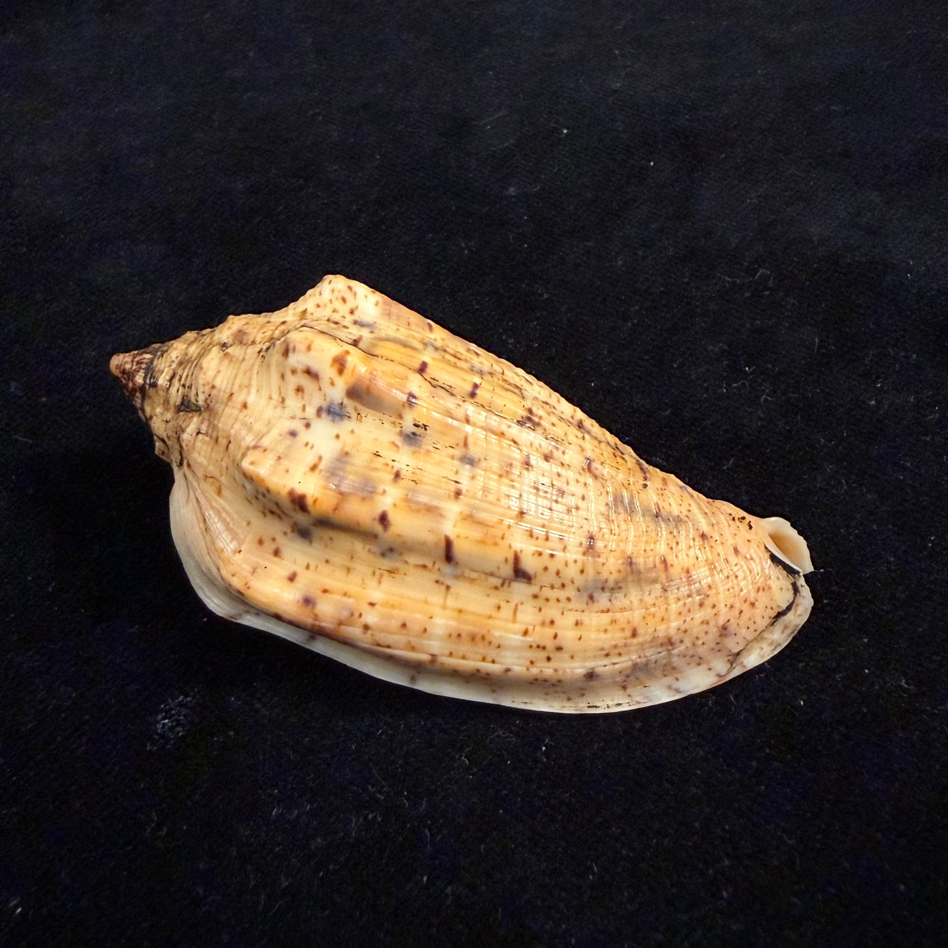 Voluta virescens lindae Petuch, 1987 - 70mm