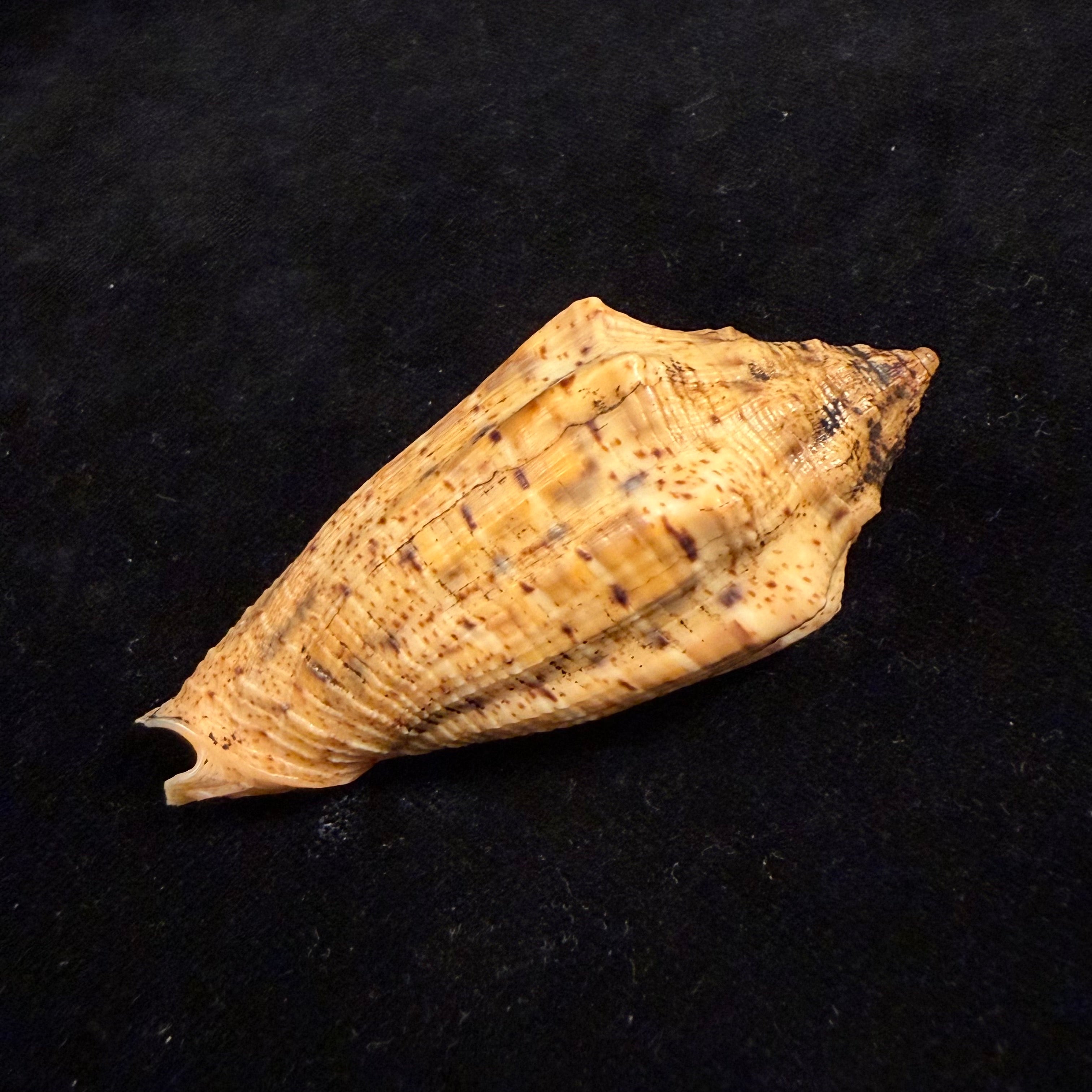 Voluta virescens lindae Petuch, 1987 - 70mm